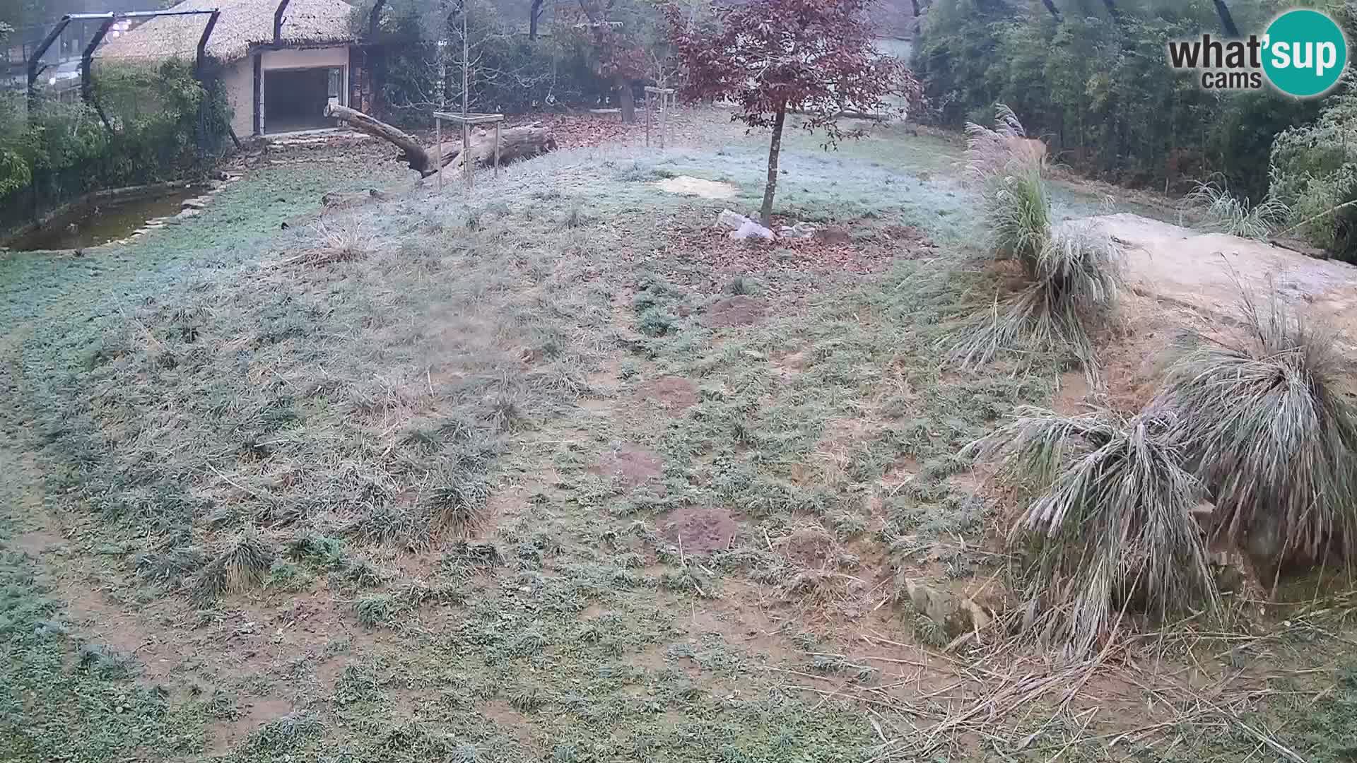 Ljubljana Zoo webcam Lion