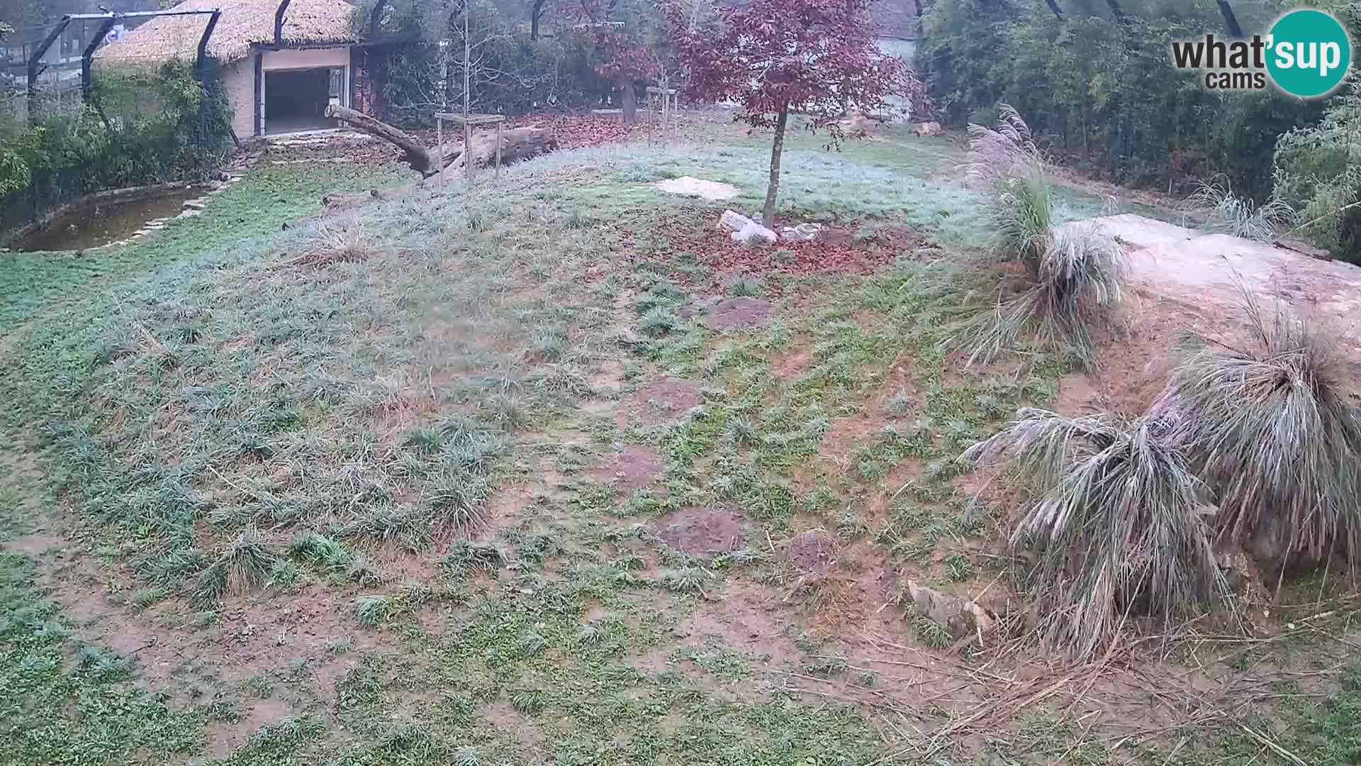 Live Ljubljana Zoo webcam Lion