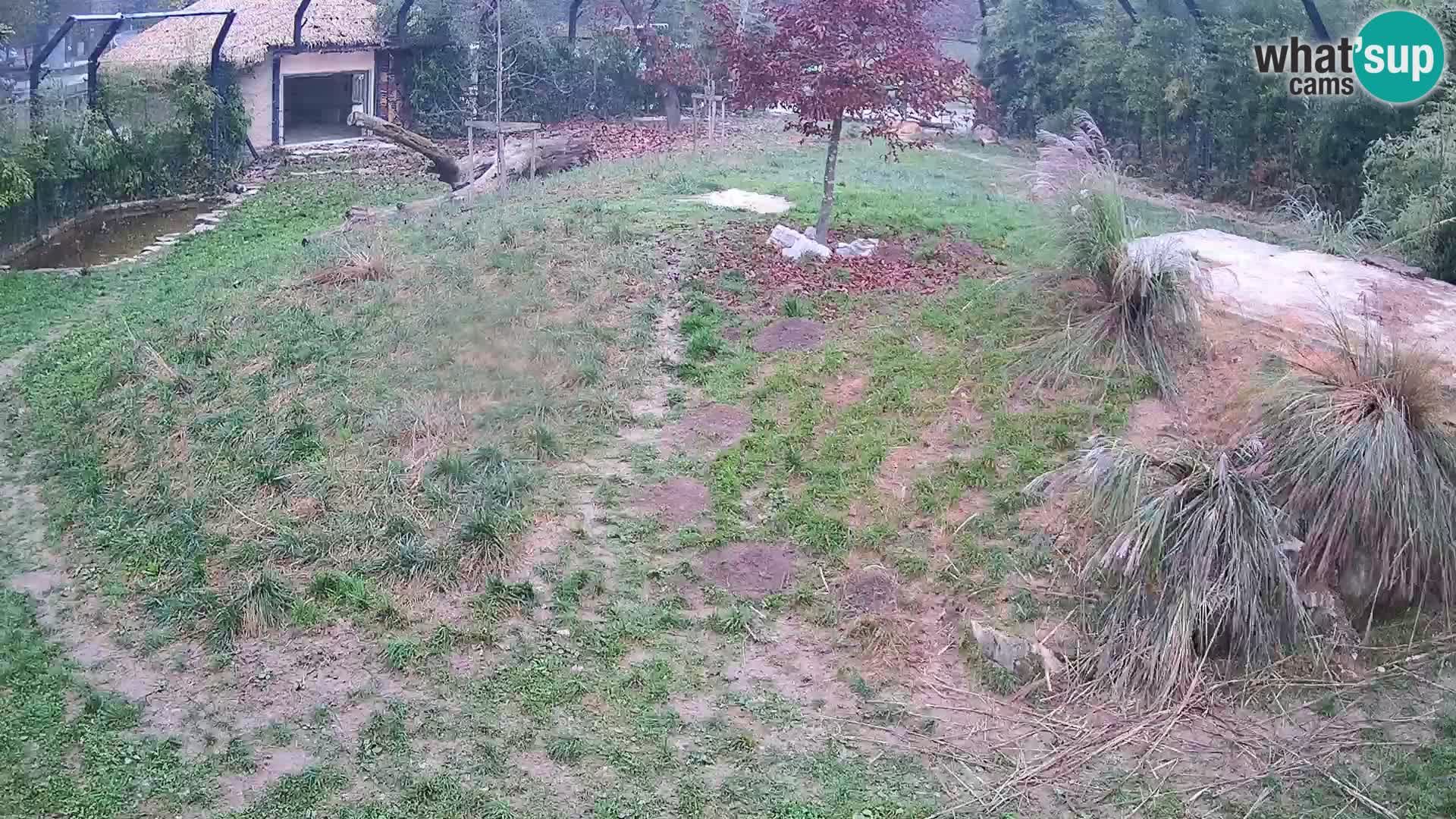 Zoo Ljubljana webcam Löwen