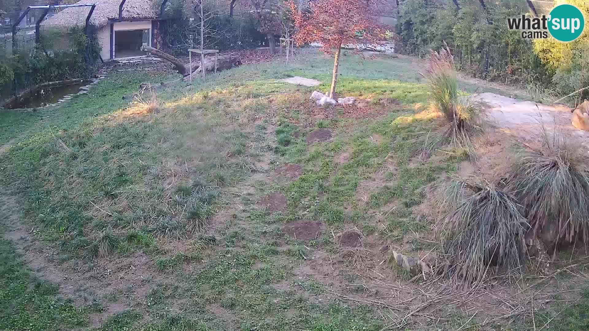 Zoo Lubiana live webcam Leoni