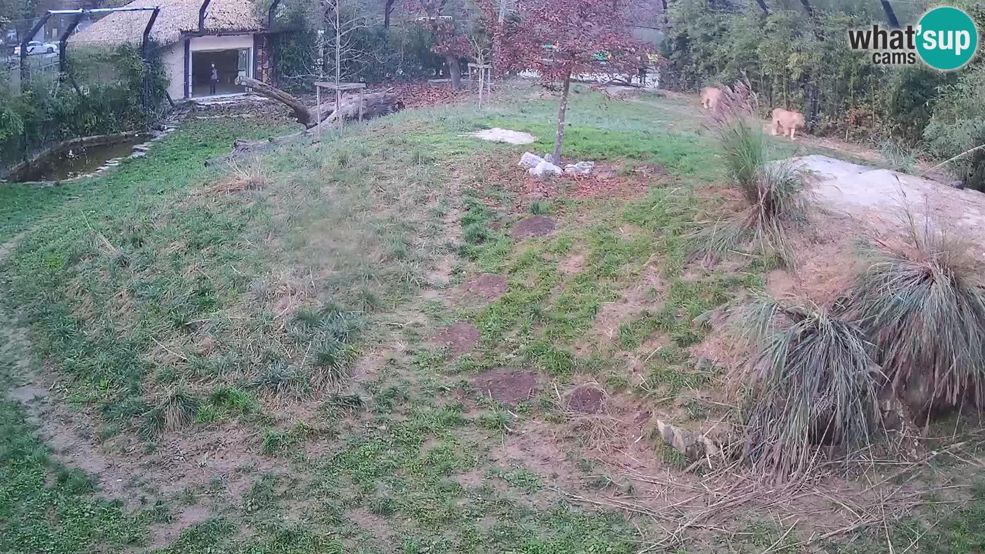 Zoo Ljubljana webcam Löwen