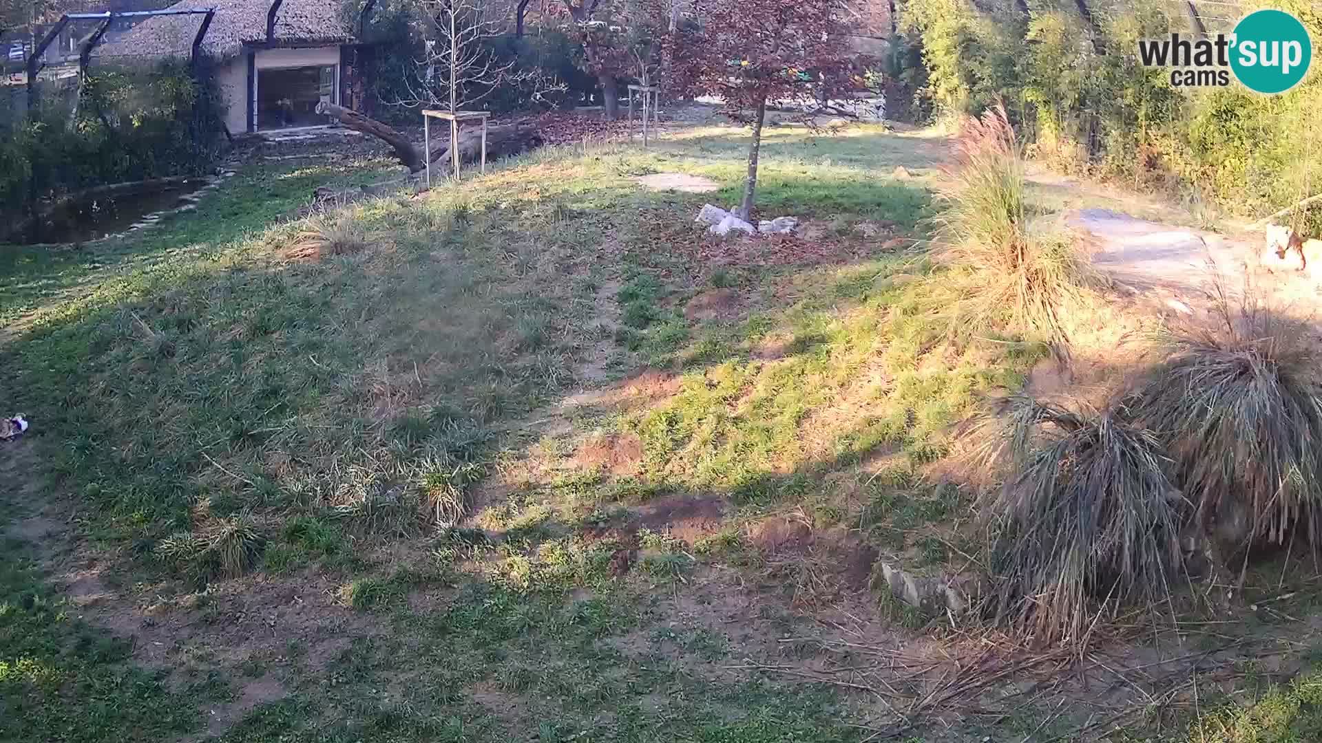 Live Ljubljana Zoo webcam Lion