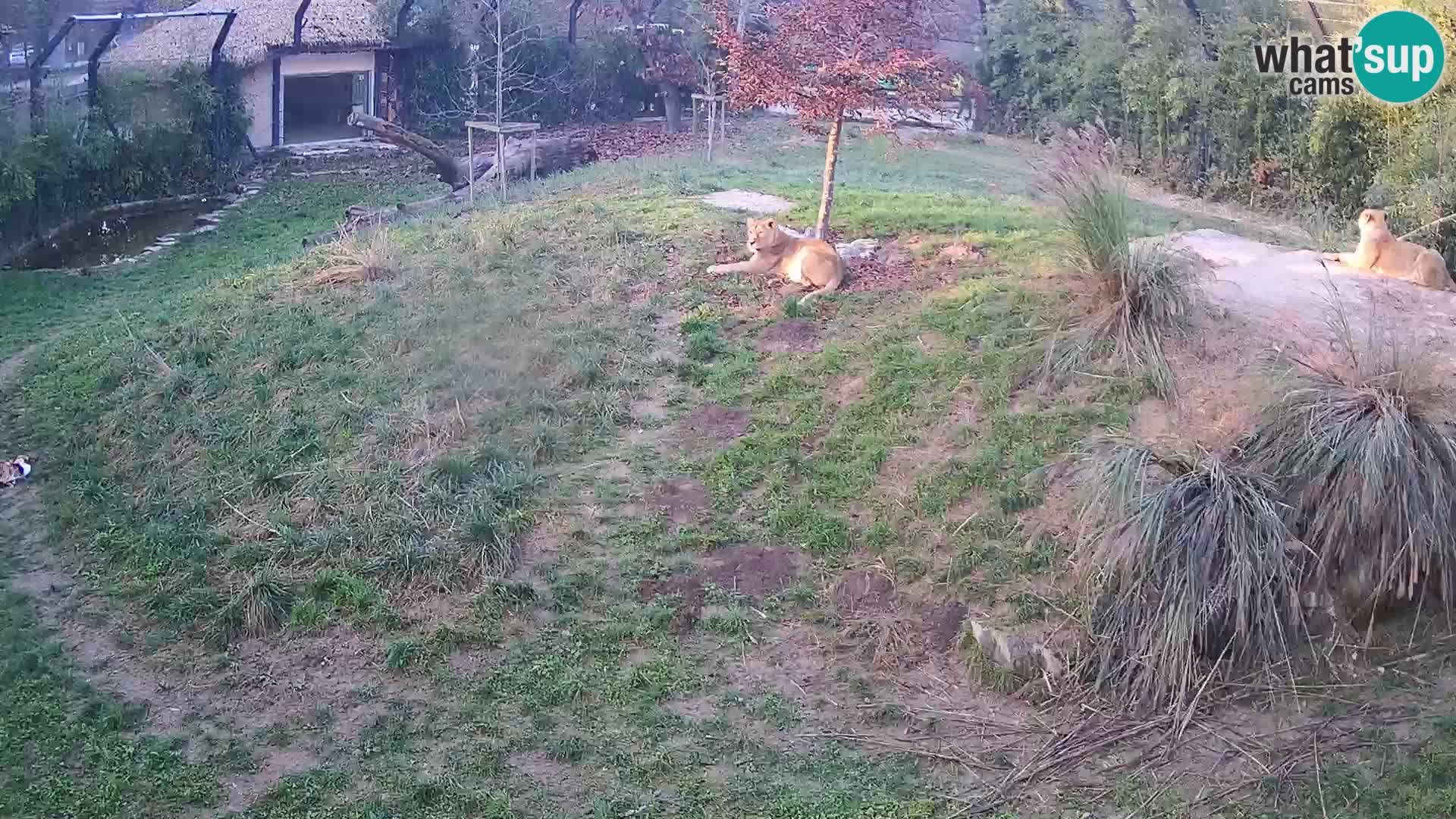 Ljubljana Zoo webcam Lion