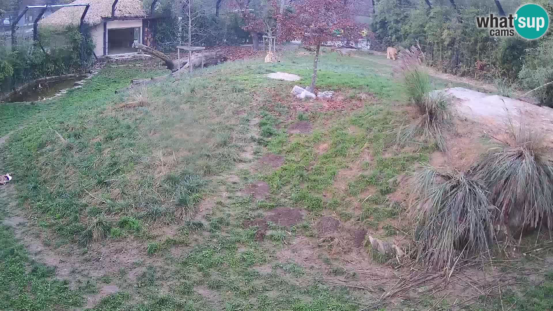 Live Ljubljana Zoo webcam Lion