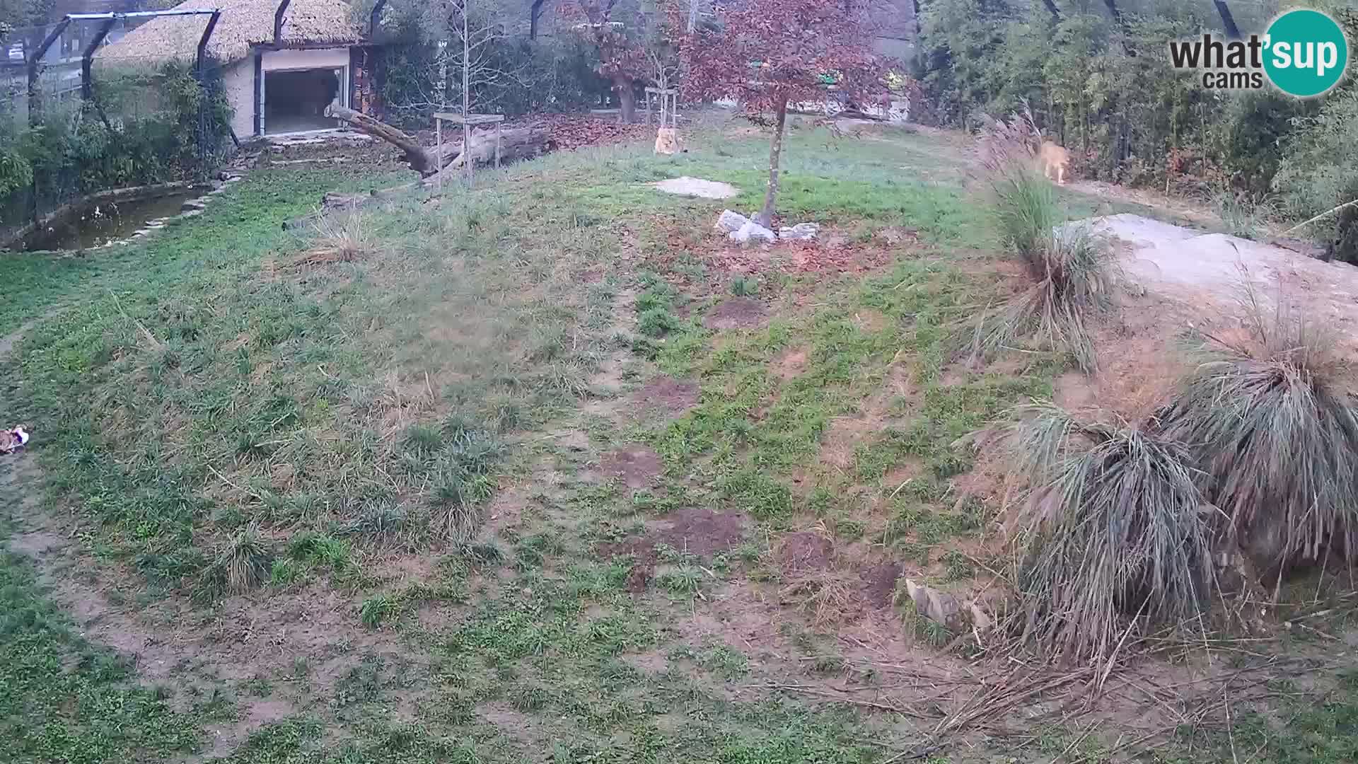 Ljubljana Zoo webcam Lion