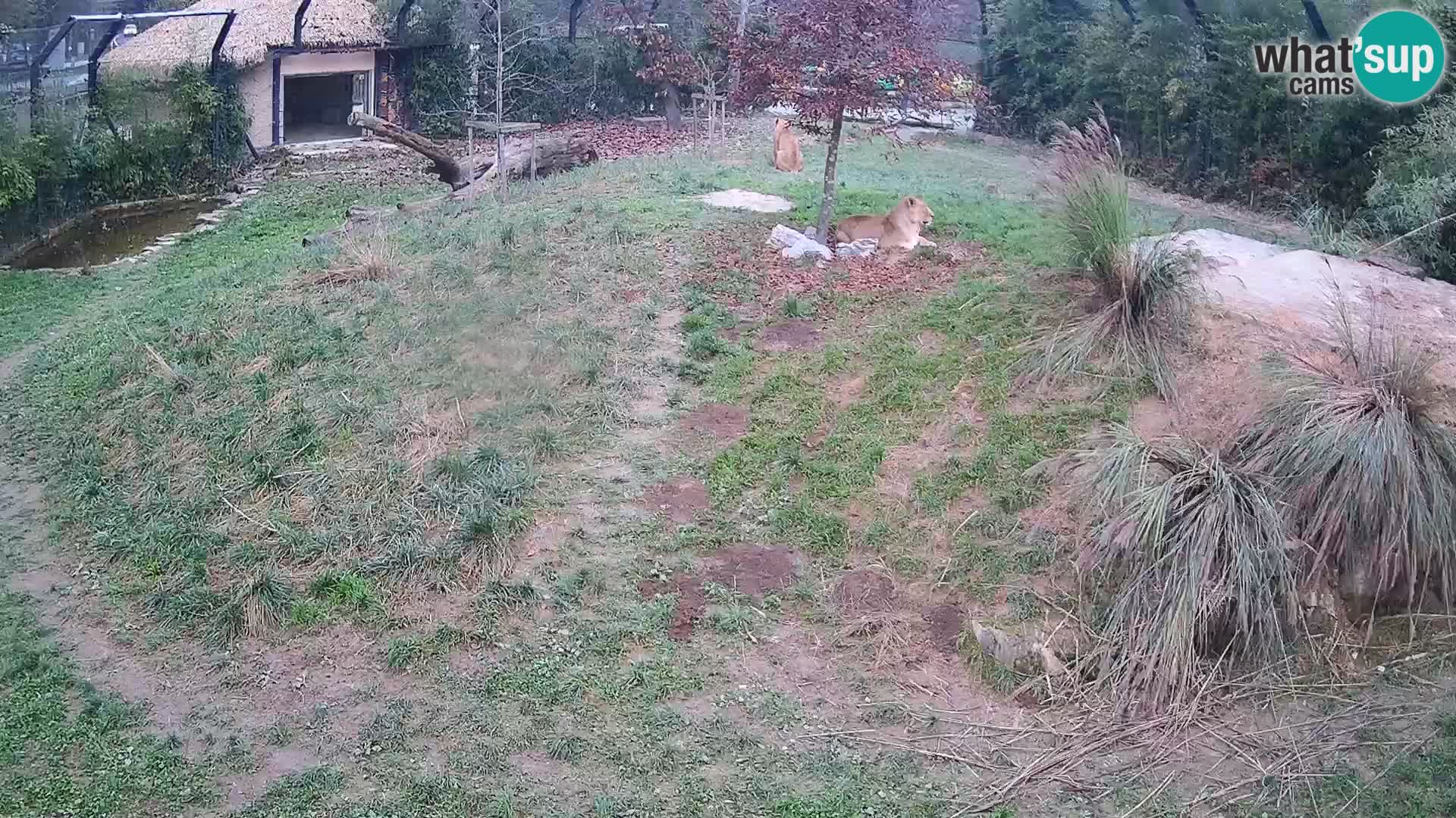 Zoo Ljubljana webcam Löwen