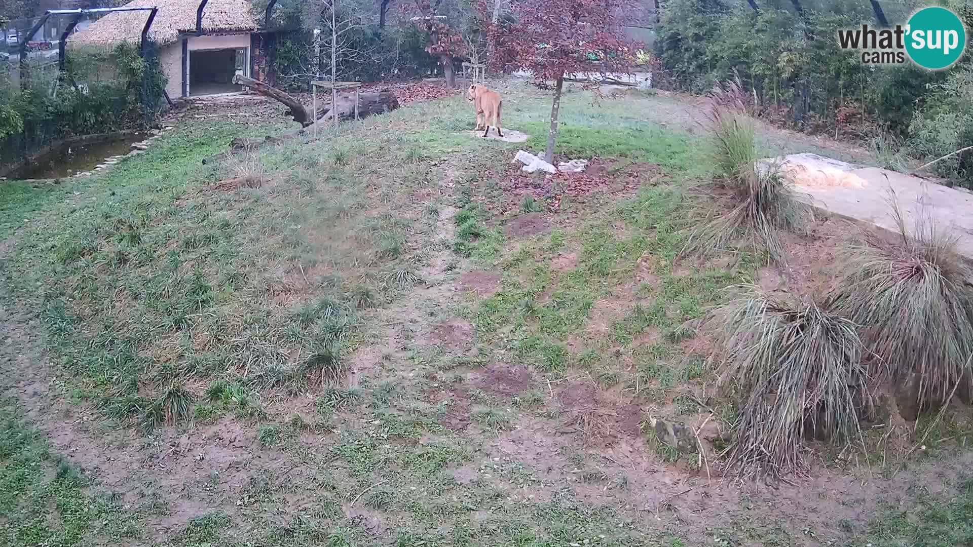 Zoo Ljubljana webcam Löwen