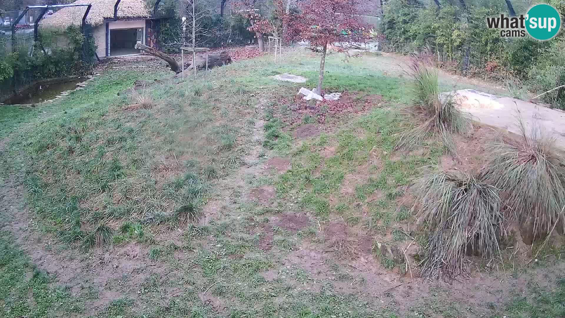 Zoo Ljubljana webcam Löwen