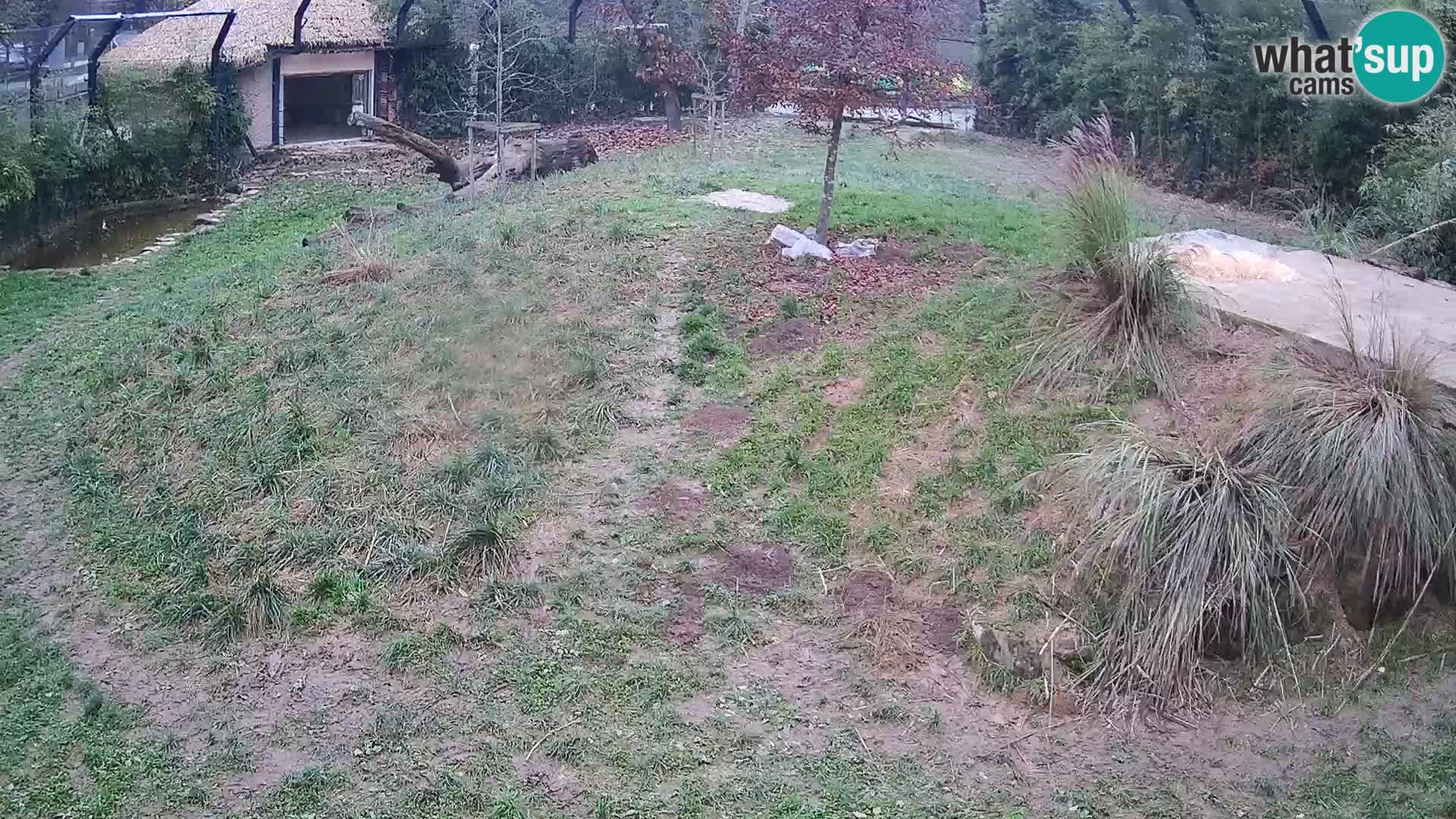 Zoo Ljubljana webcam Löwen