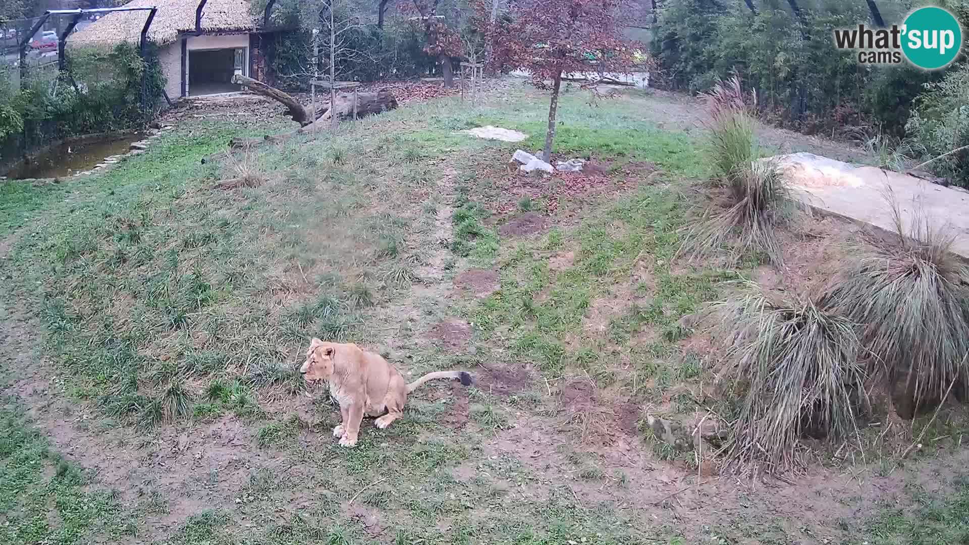 Zoo Ljubljana webcam Löwen