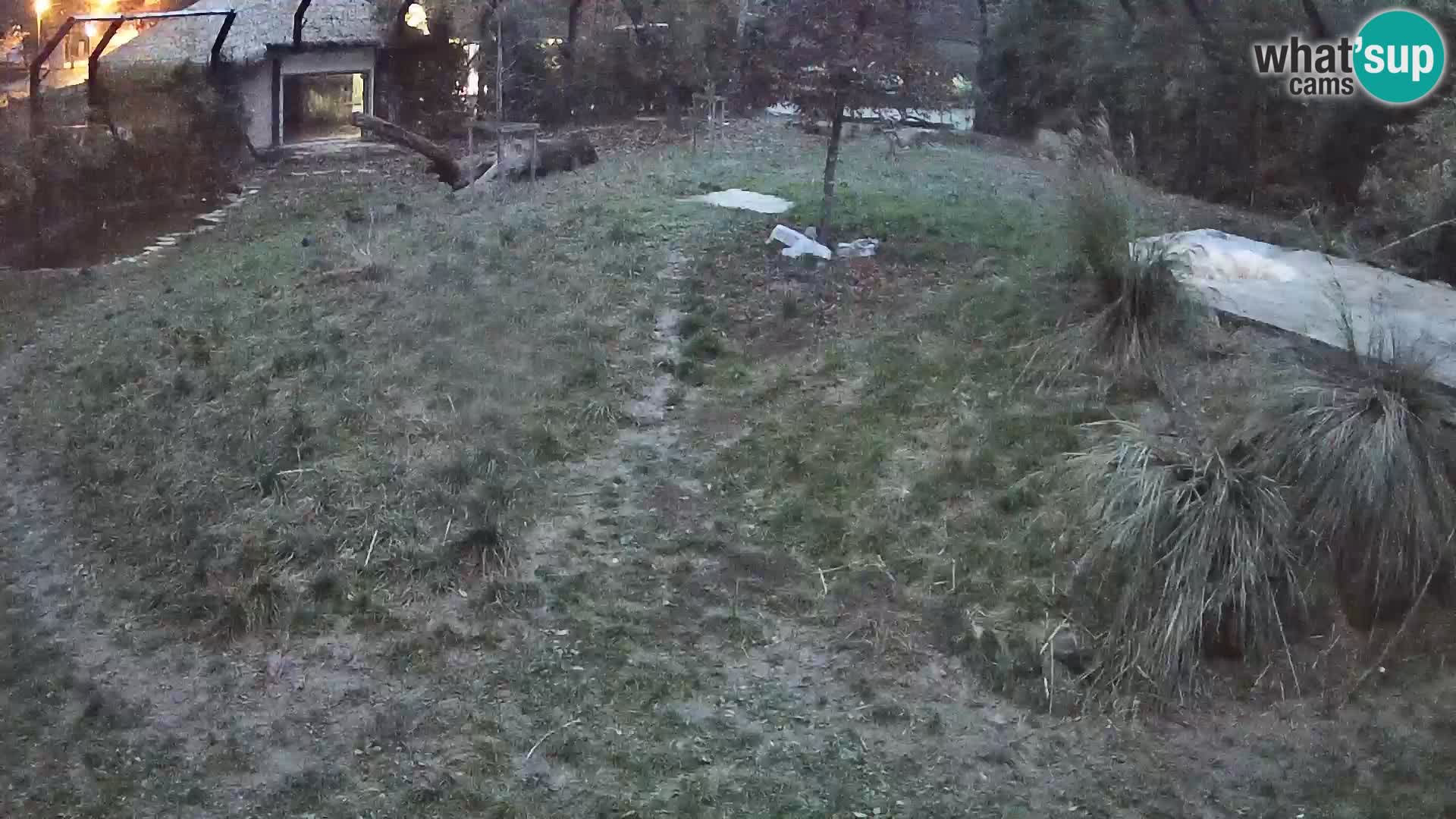 Zoo Ljubljana webcam Löwen