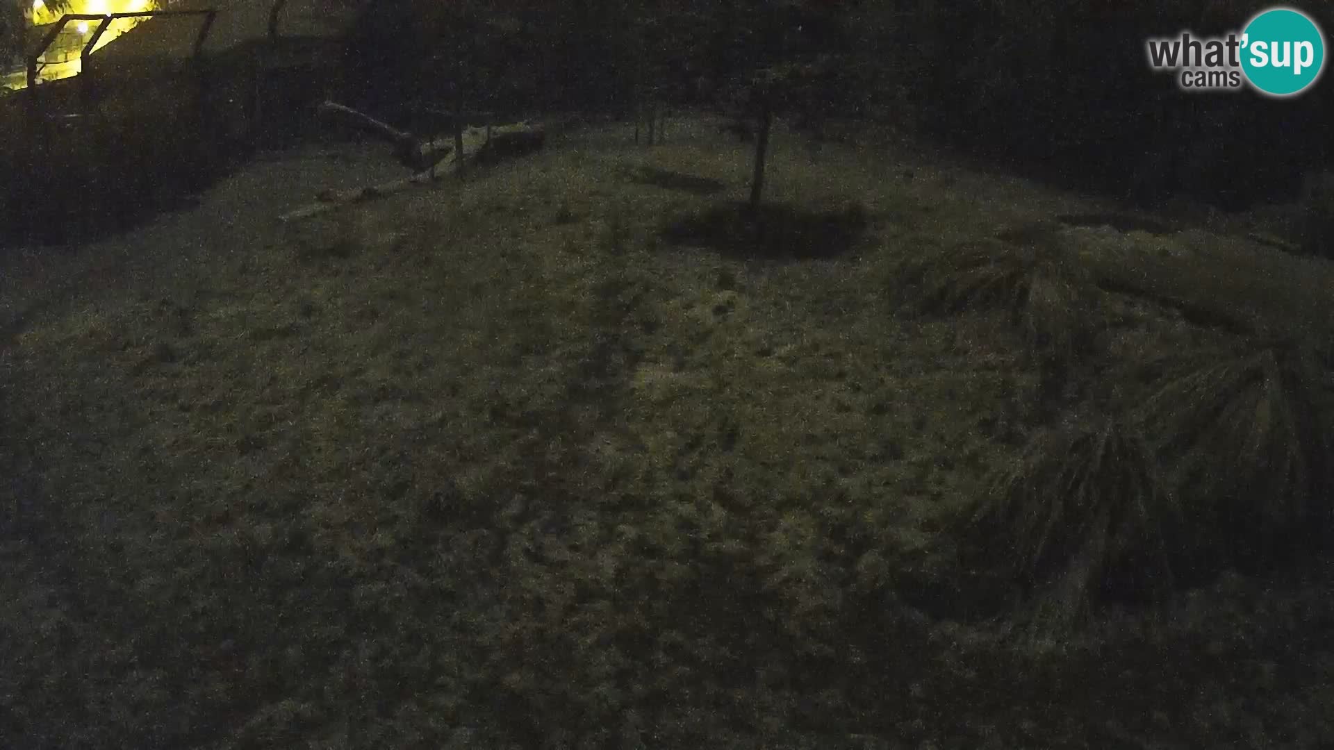 Zoo Ljubljana webcam Löwen