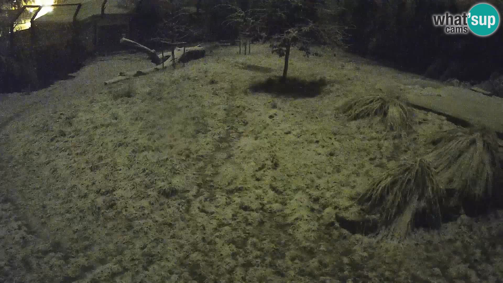 Zoo Ljubljana camera en vivo Leones