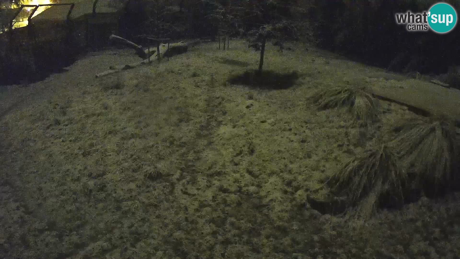 Zoo Ljubljana webcam Löwen