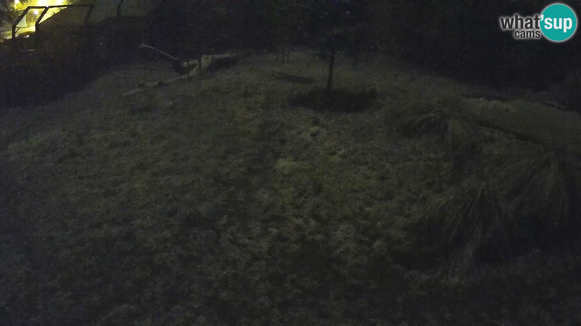 Zoo Ljubljana webcam Löwen