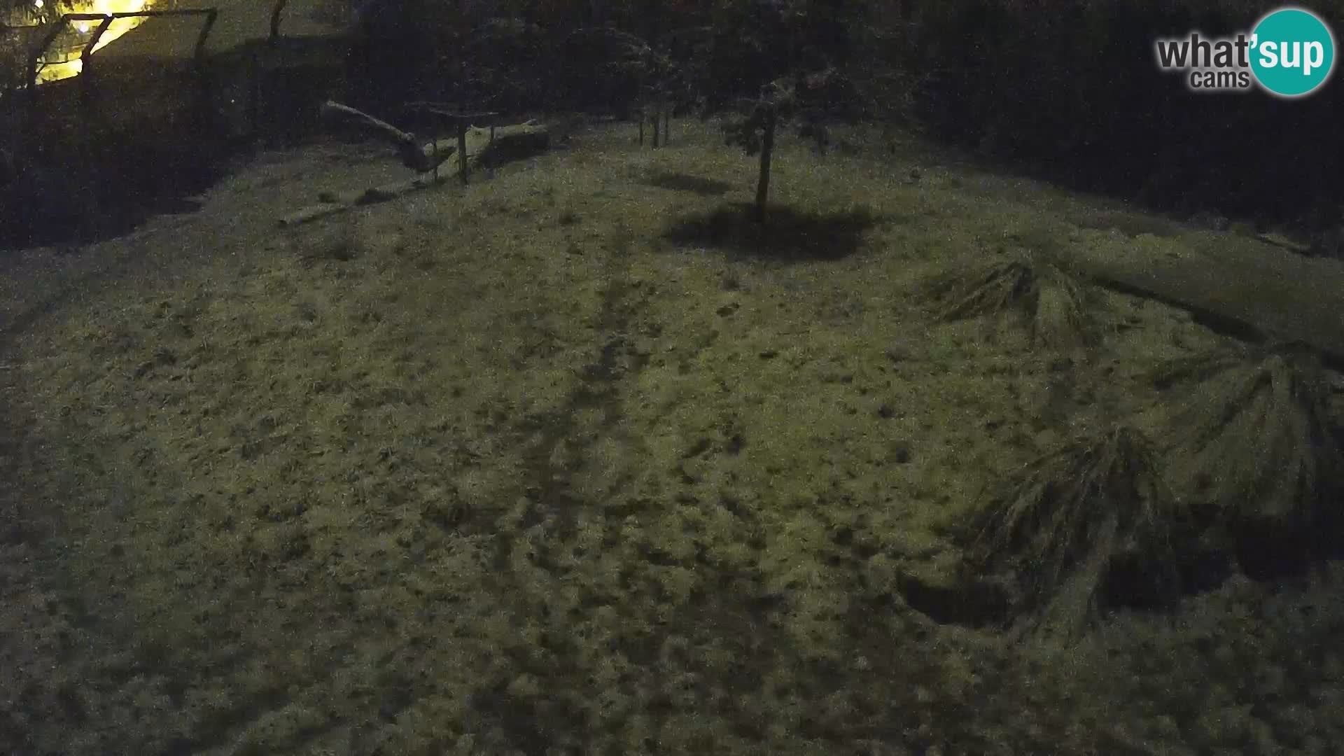 Zoo Ljubljana webcam Löwen