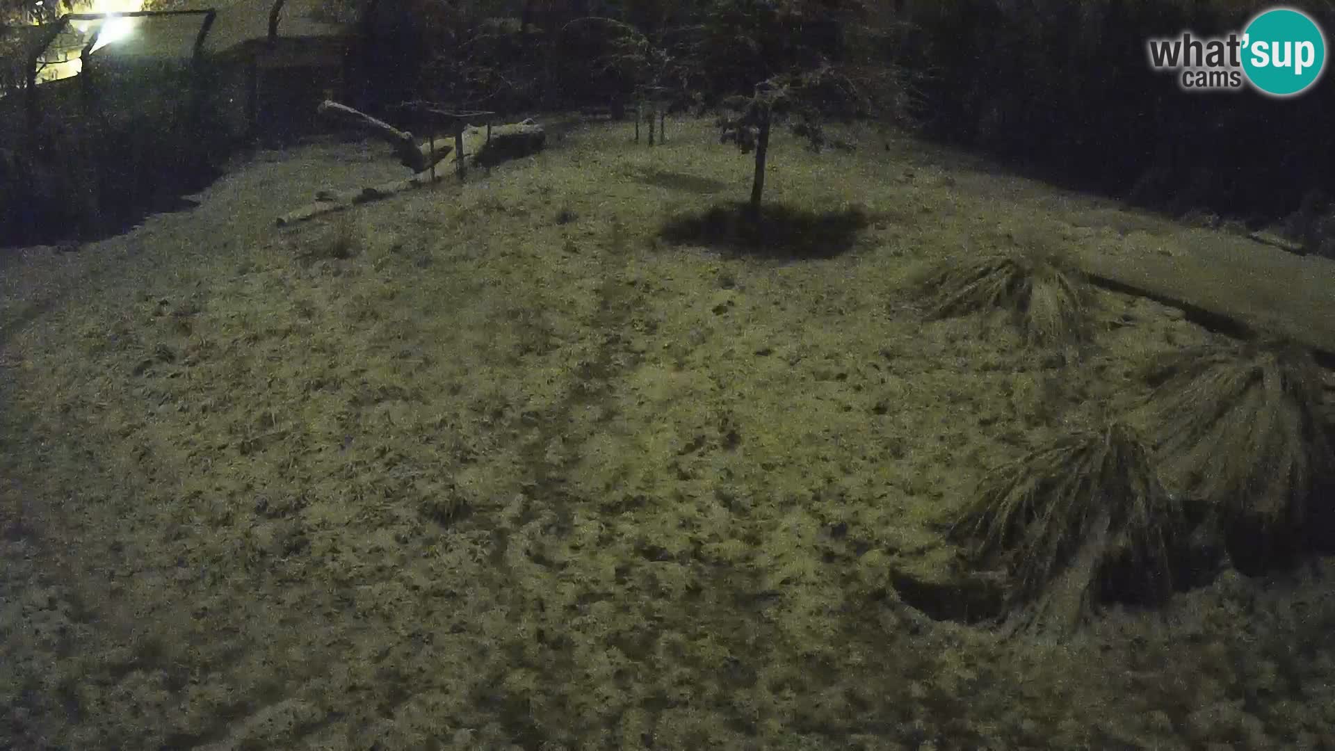 Zoo Ljubljana camera en vivo Leones