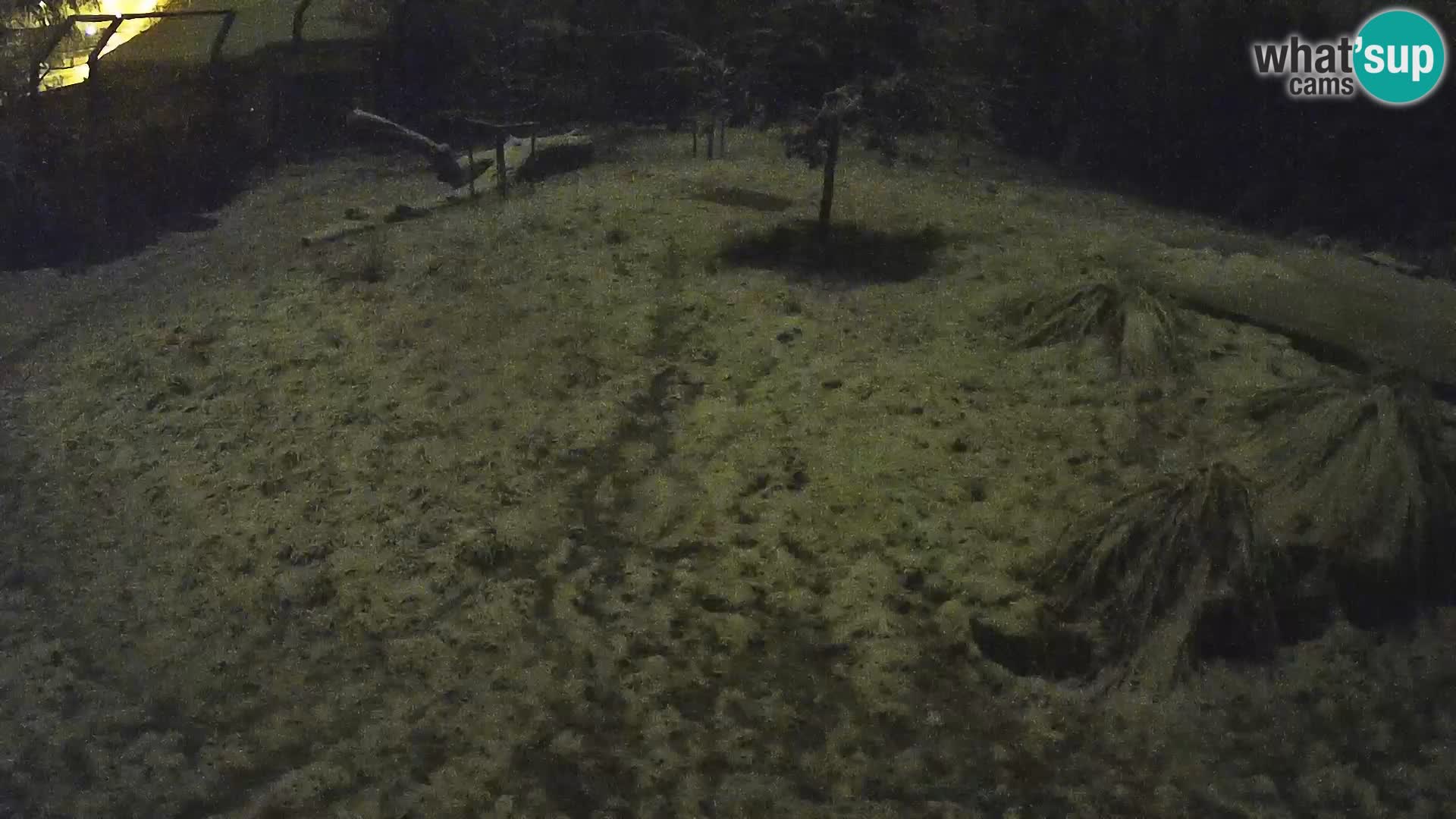 Zoo Ljubljana camera en vivo Leones