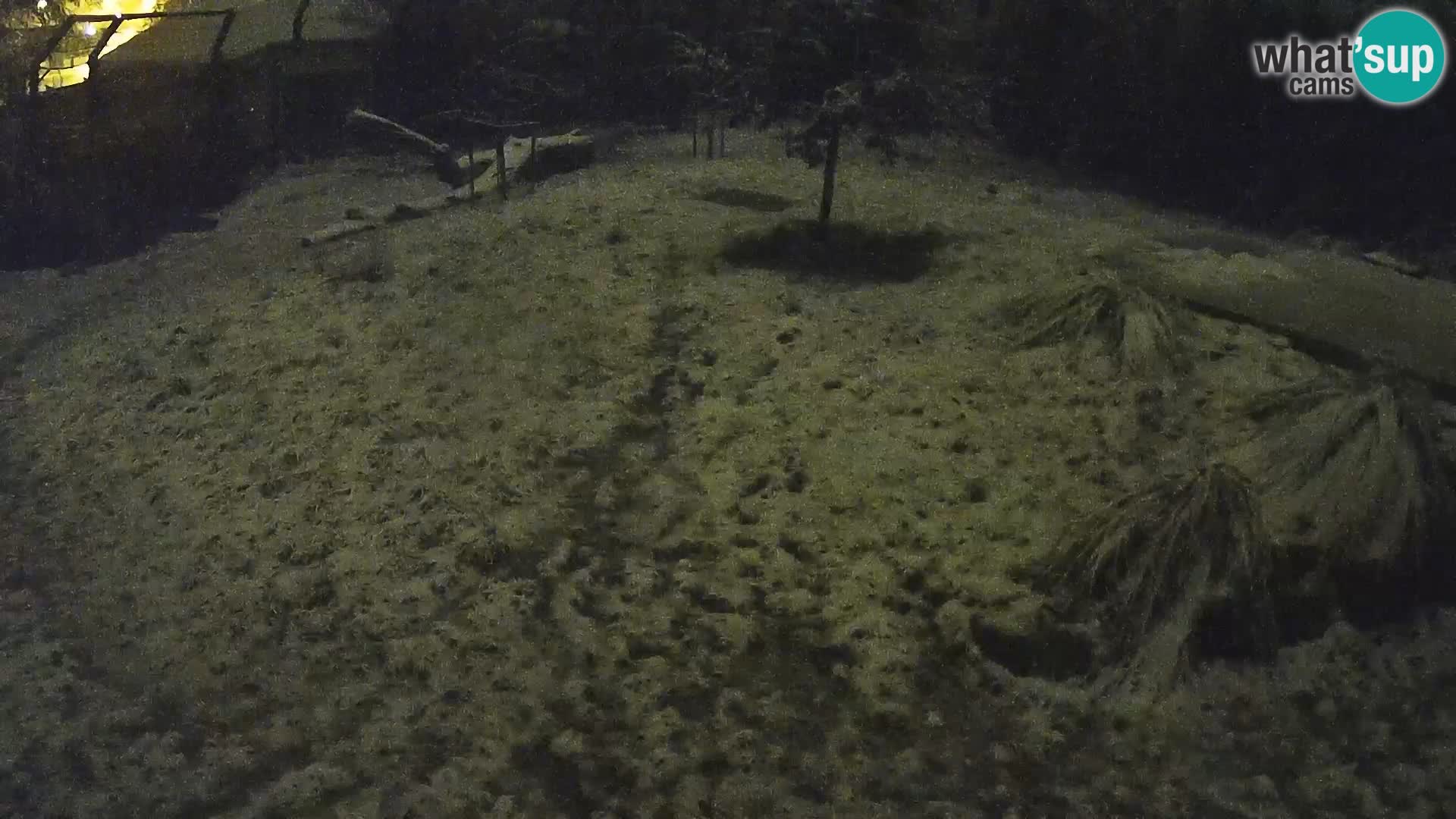 Zoo Ljubljana webcam Löwen