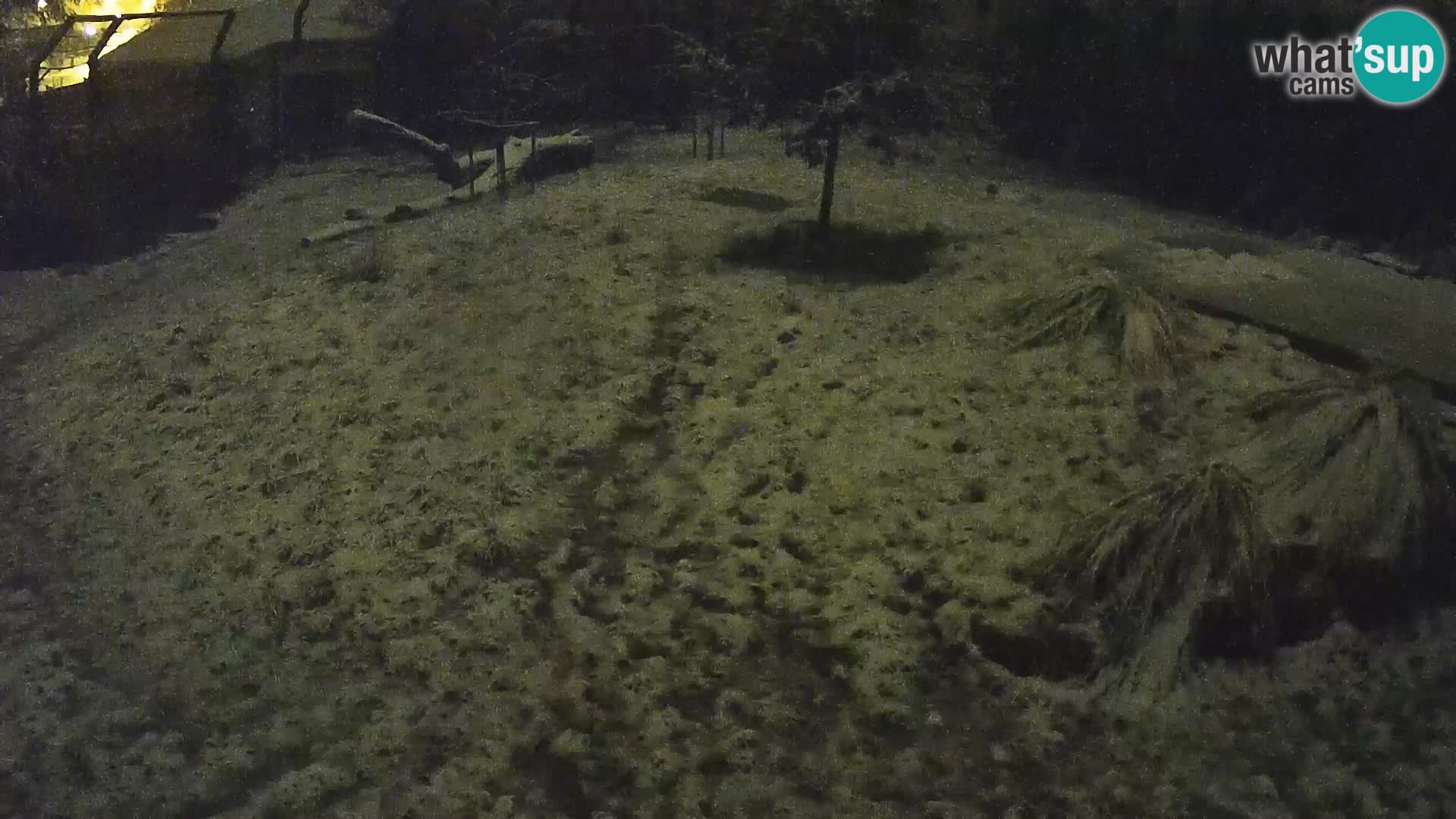 Zoo Ljubljana camera en vivo Leones