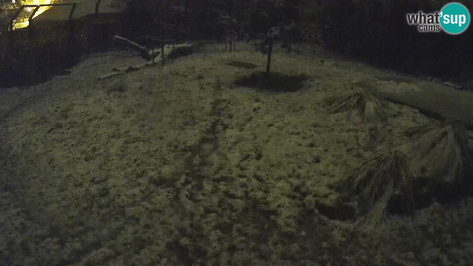 Zoo Ljubljana camera en vivo Leones