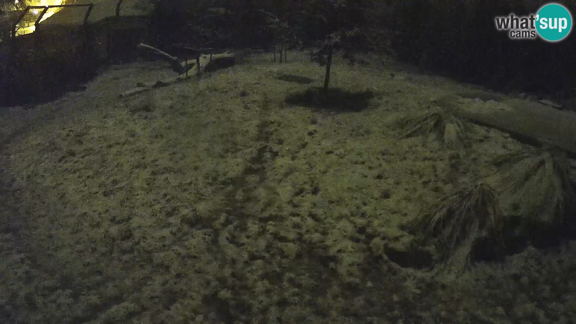 Zoo Ljubljana webcam Löwen