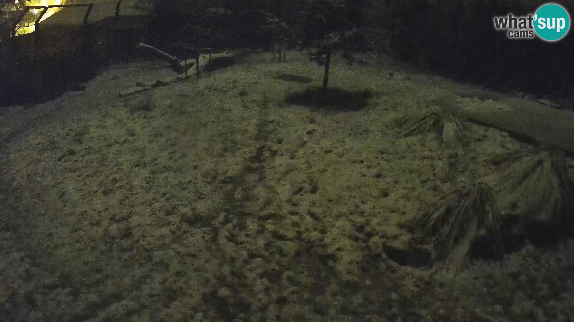 Zoo Ljubljana camera en vivo Leones