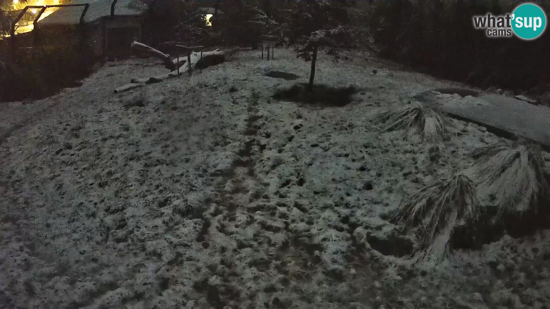 Zoo Ljubljana webcam Löwen