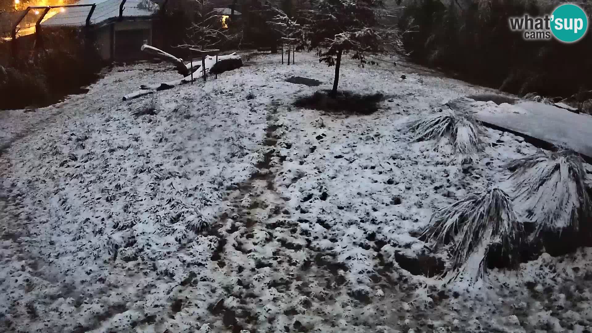 Zoo Ljubljana camera en vivo Leones