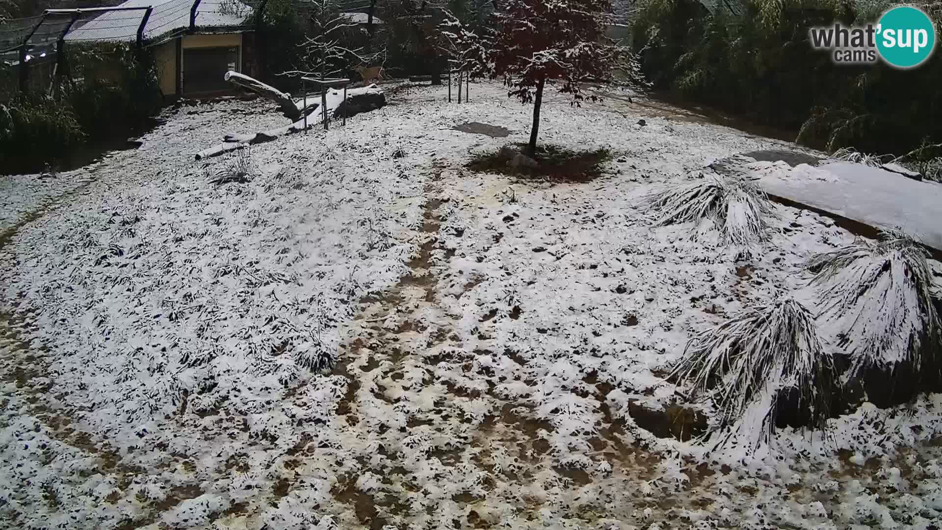 Zoo Ljubljana camera en vivo Leones