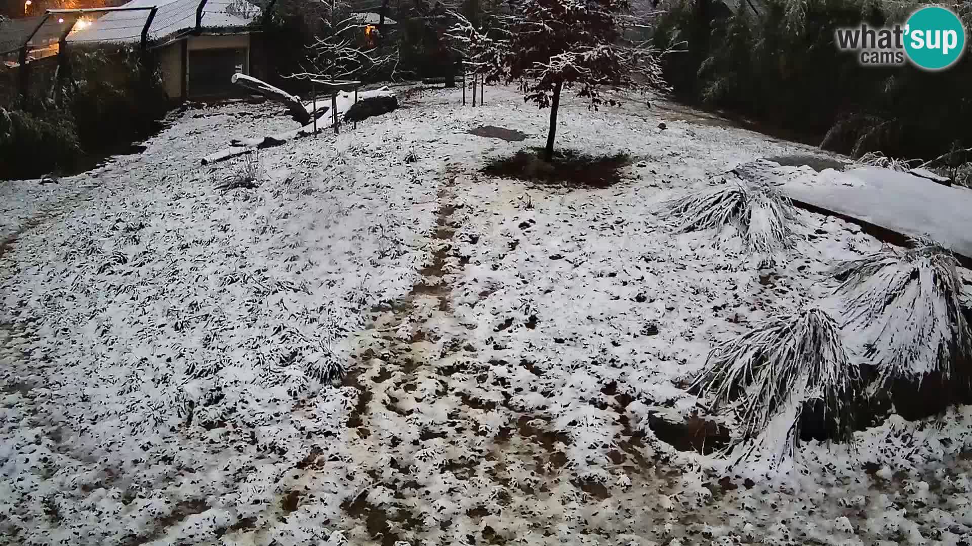 Zoo Ljubljana camera en vivo Leones