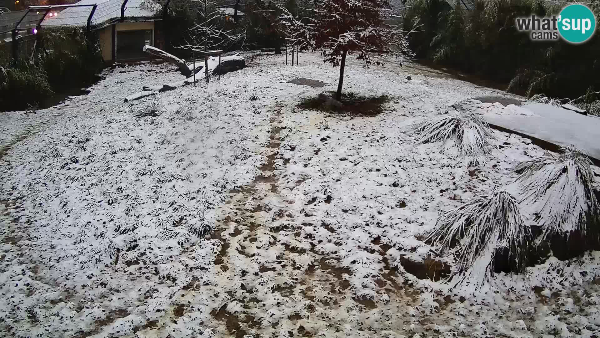 Zoo Ljubljana webcam Löwen