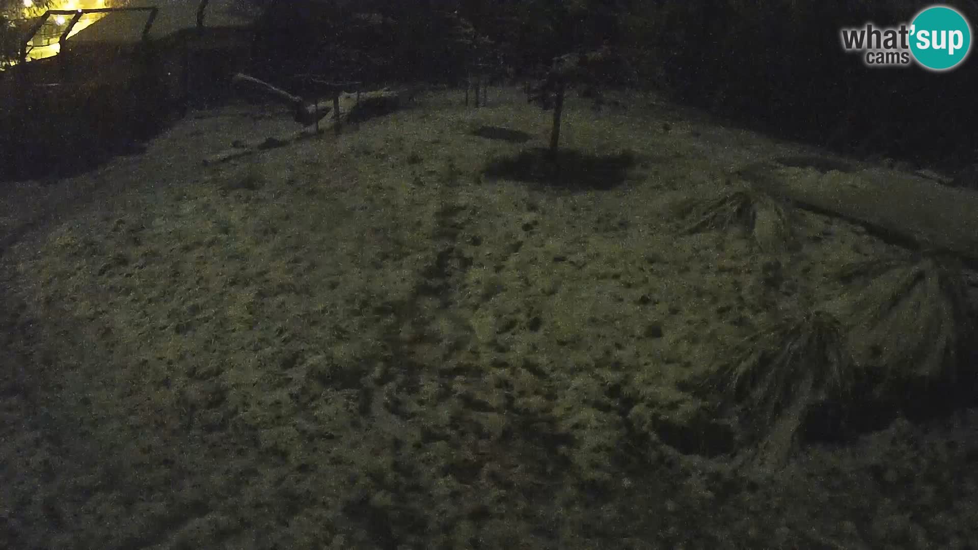 Zoo Ljubljana webcam Löwen