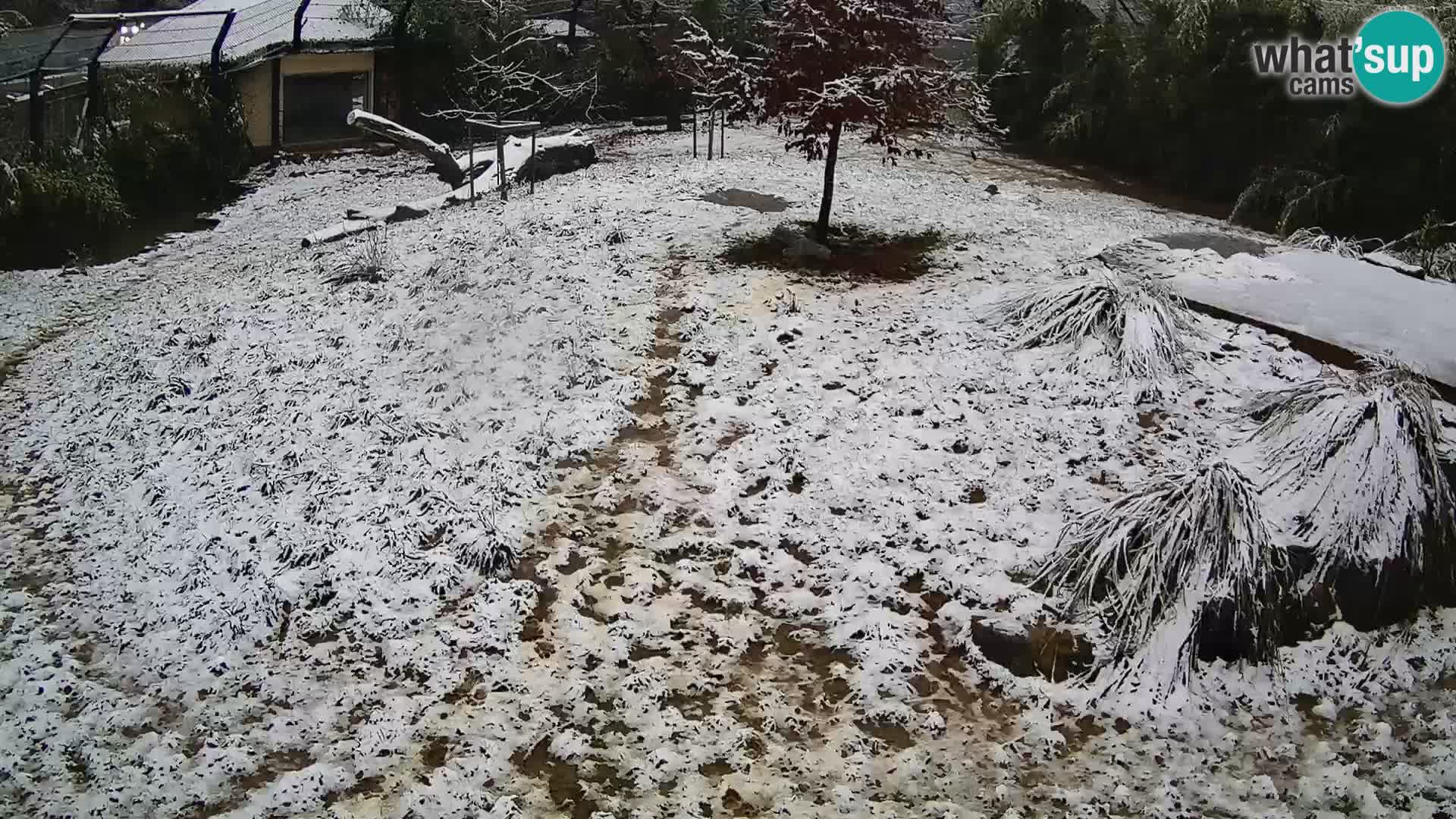 Živalski vrt Ljubljana kamera v živo Levi