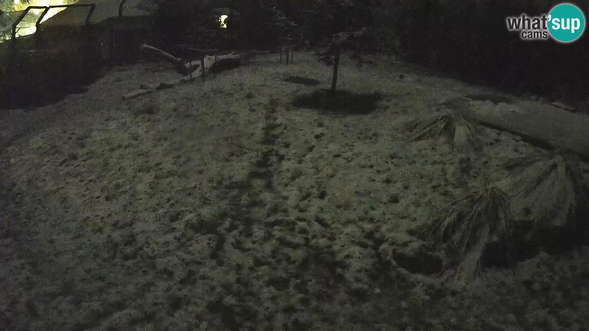 Zoo Ljubljana webcam Löwen