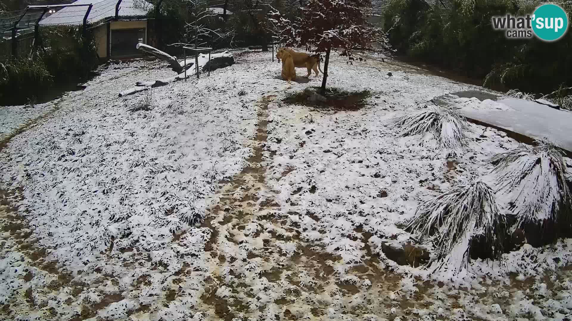 Zoo Ljubljana webcam Löwen