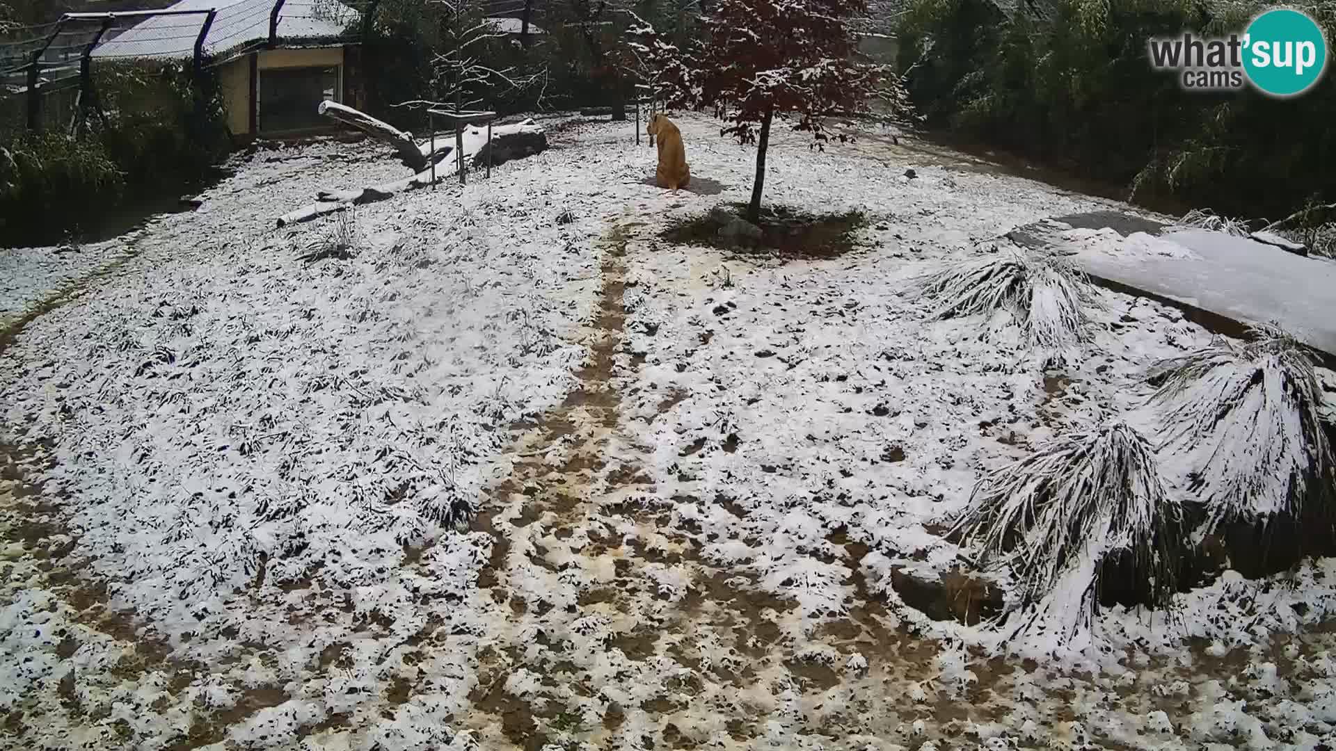 Zoo Ljubljana camera en vivo Leones