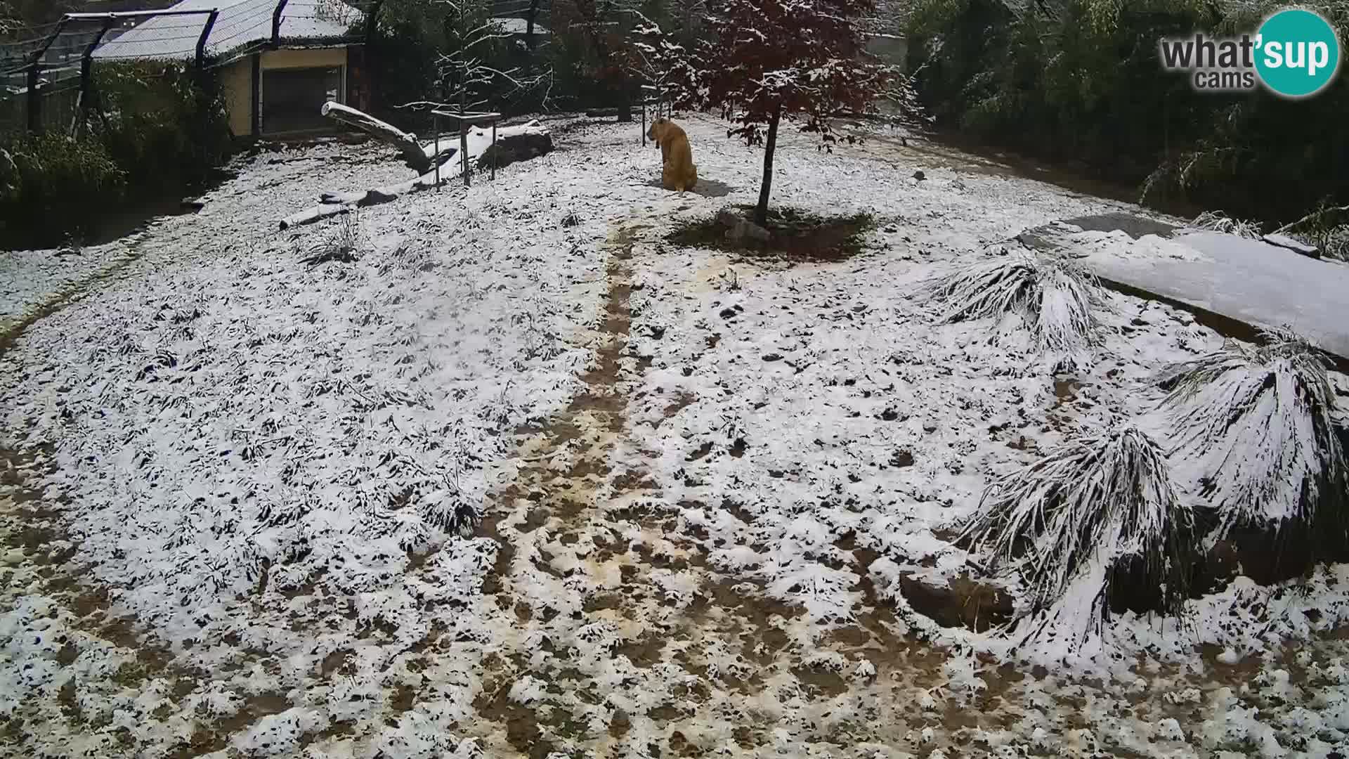 Zoo Ljubljana webcam Löwen