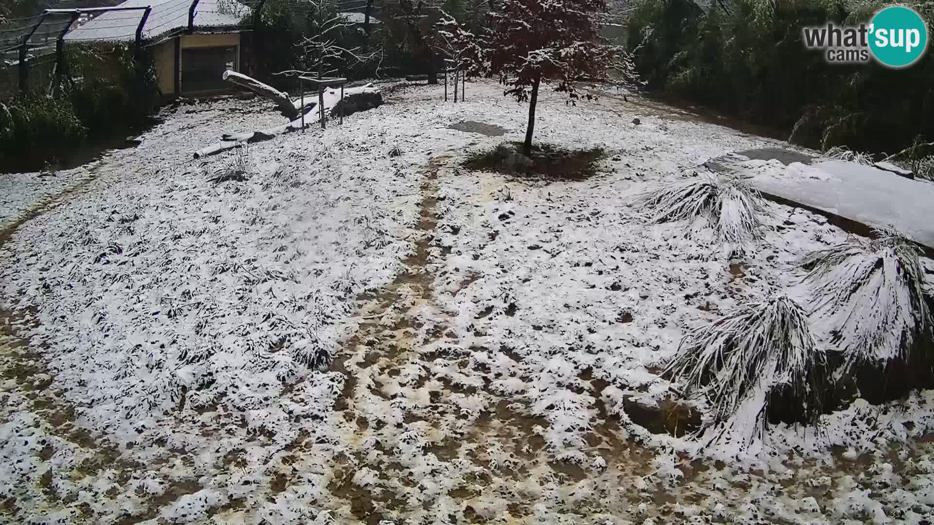 Živalski vrt Ljubljana kamera v živo Levi