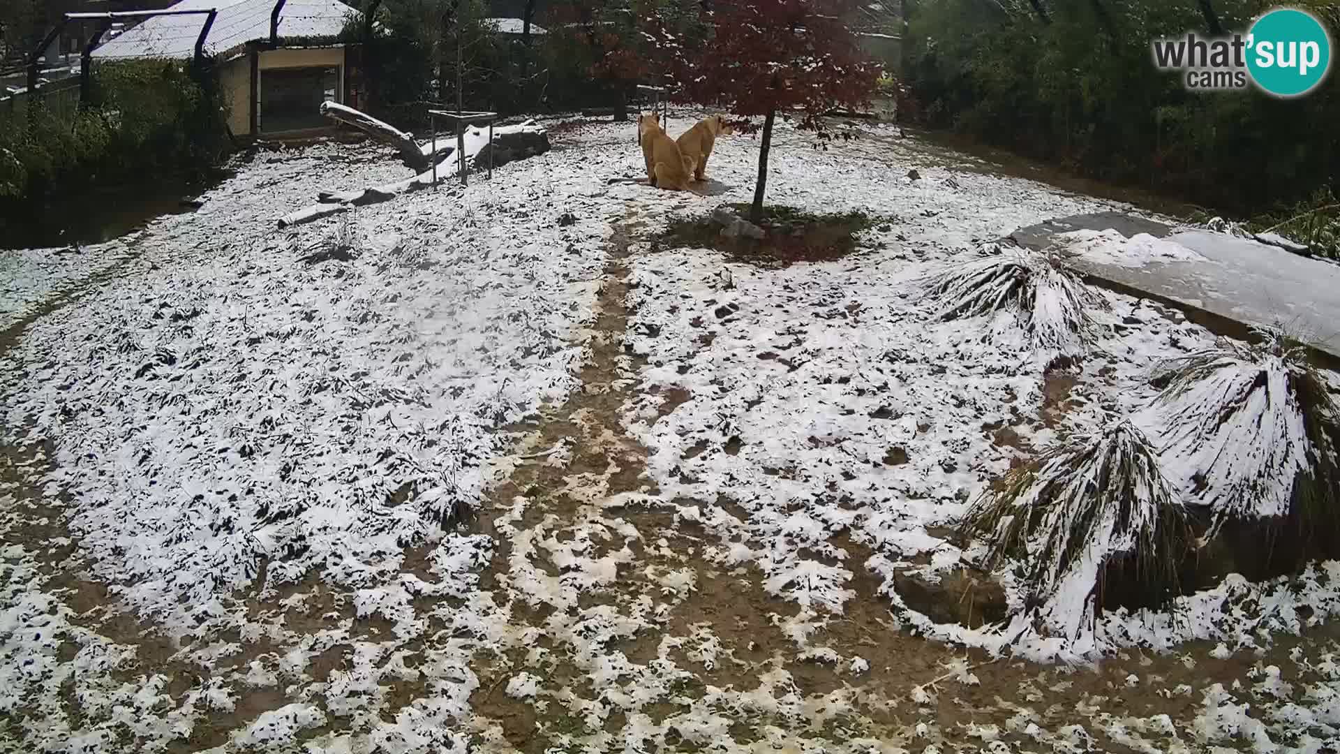 Zoo Ljubljana webcam Löwen