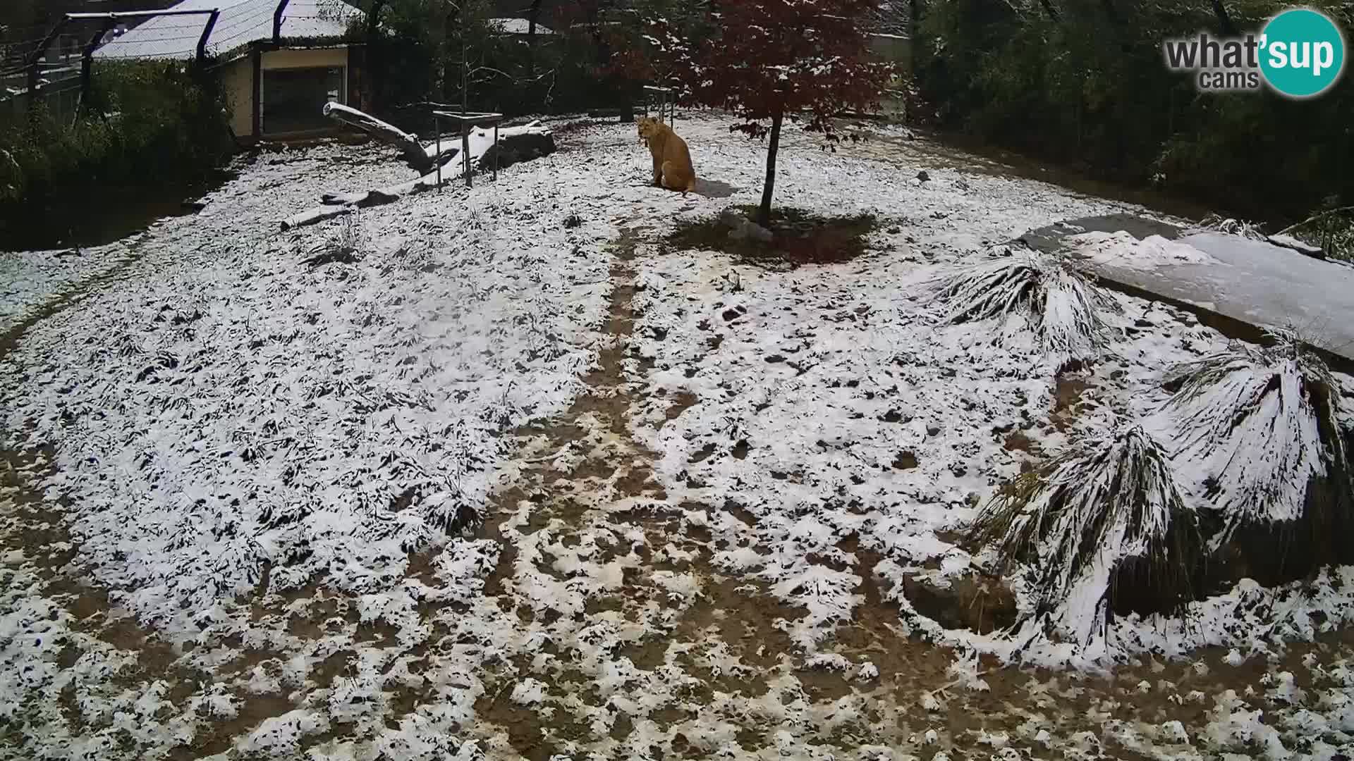 Zoo Ljubljana webcam Löwen