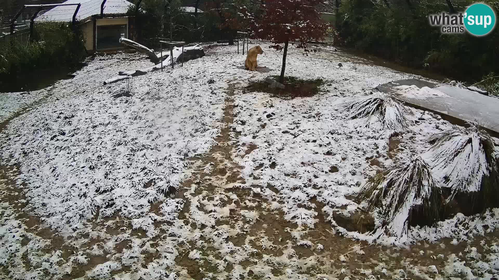 Zoo Ljubljana camera en vivo Leones