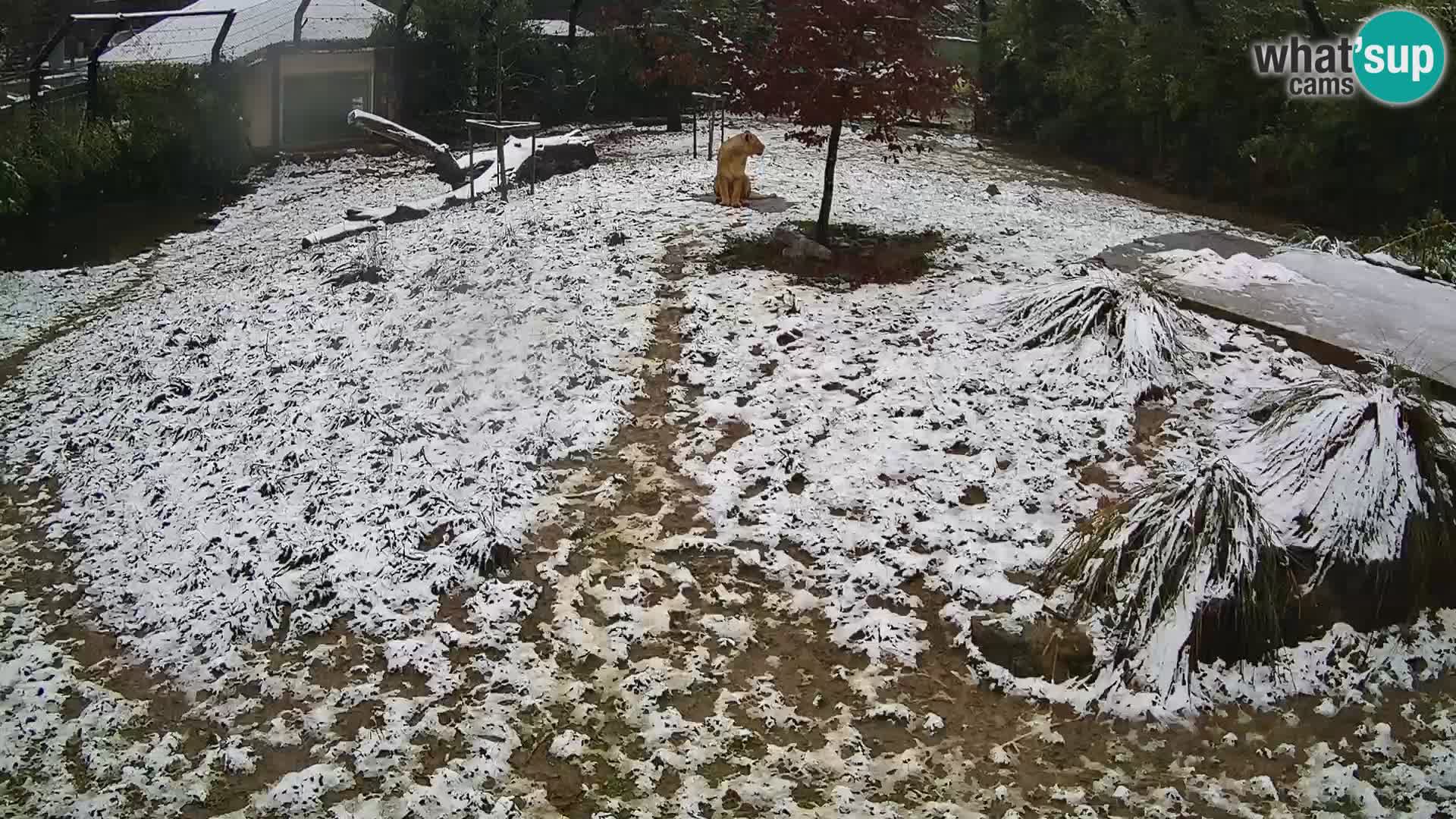 Zoo Ljubljana camera en vivo Leones