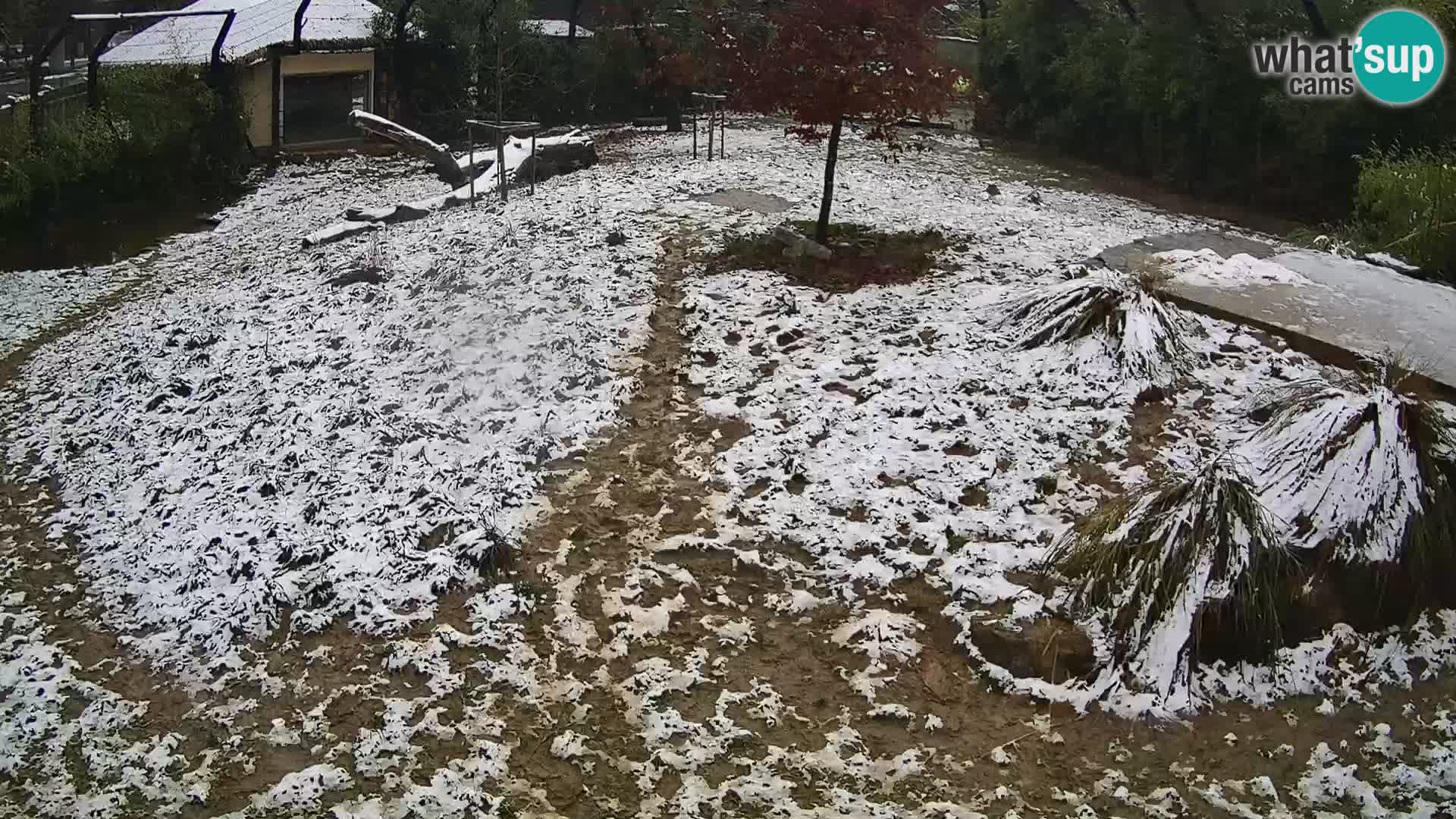 Zoo Ljubljana webcam Löwen