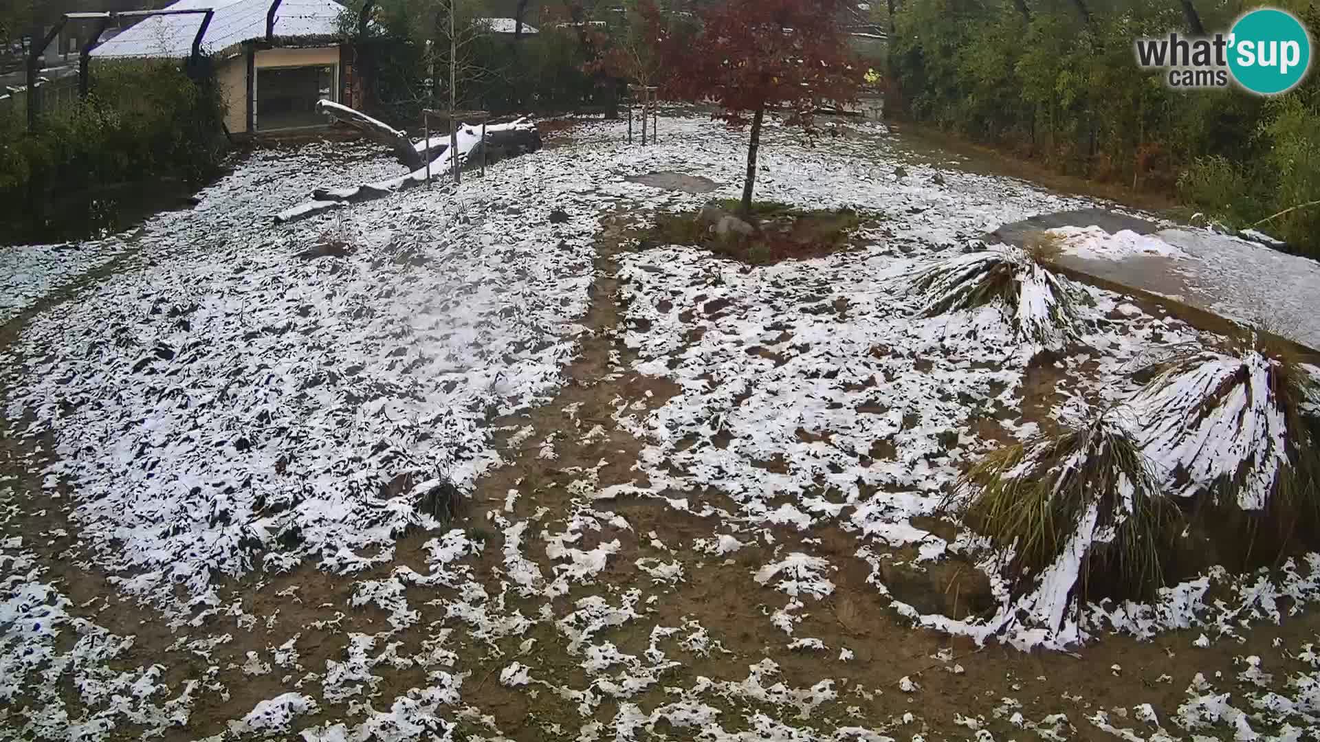 Zoo Ljubljana camera en vivo Leones