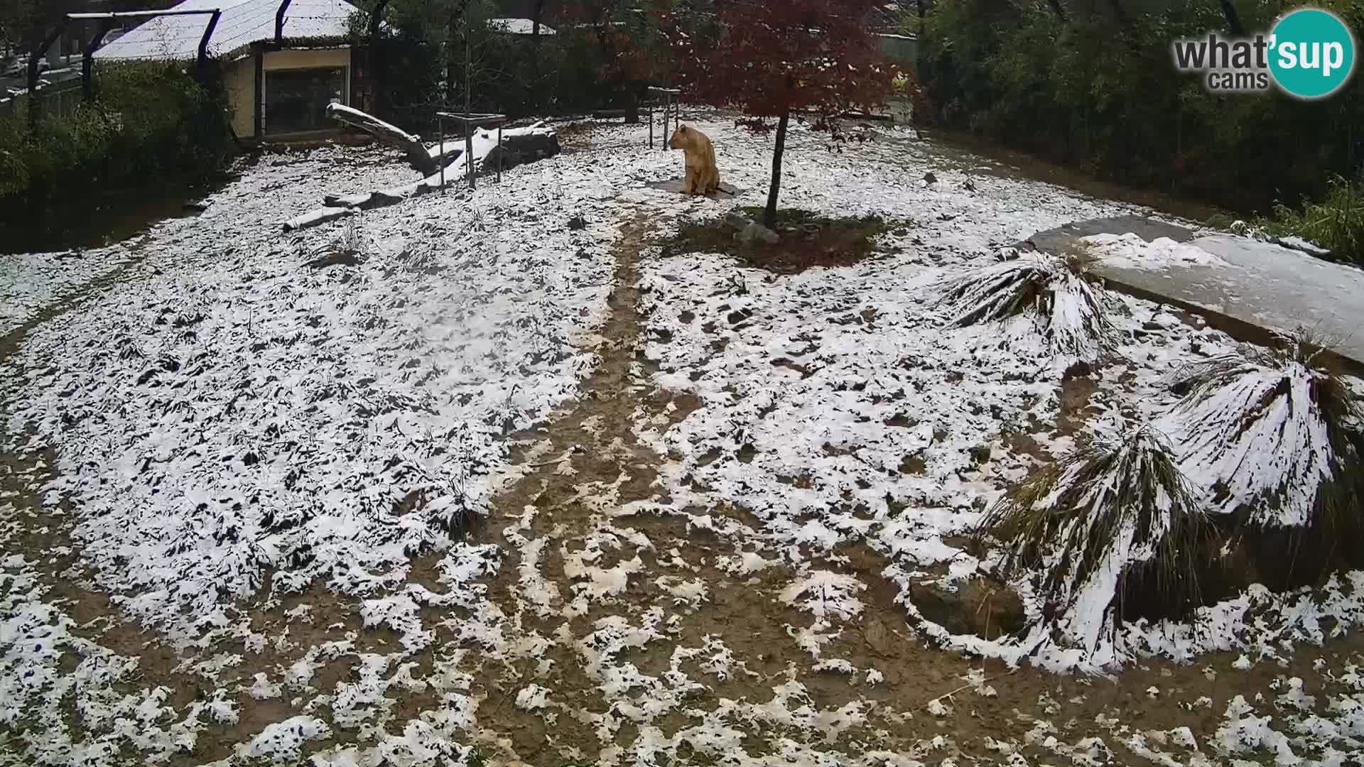 Zoo Ljubljana camera en vivo Leones