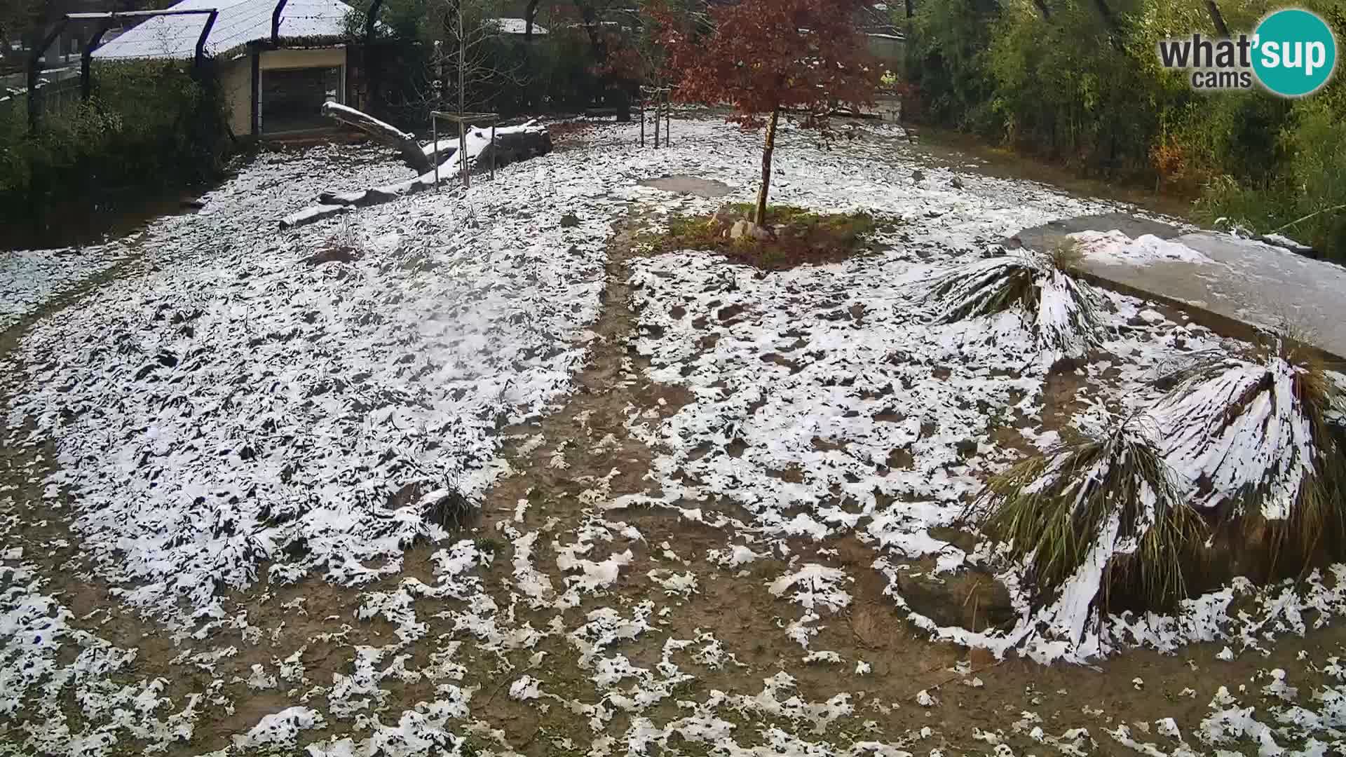 Zoo Ljubljana camera en vivo Leones