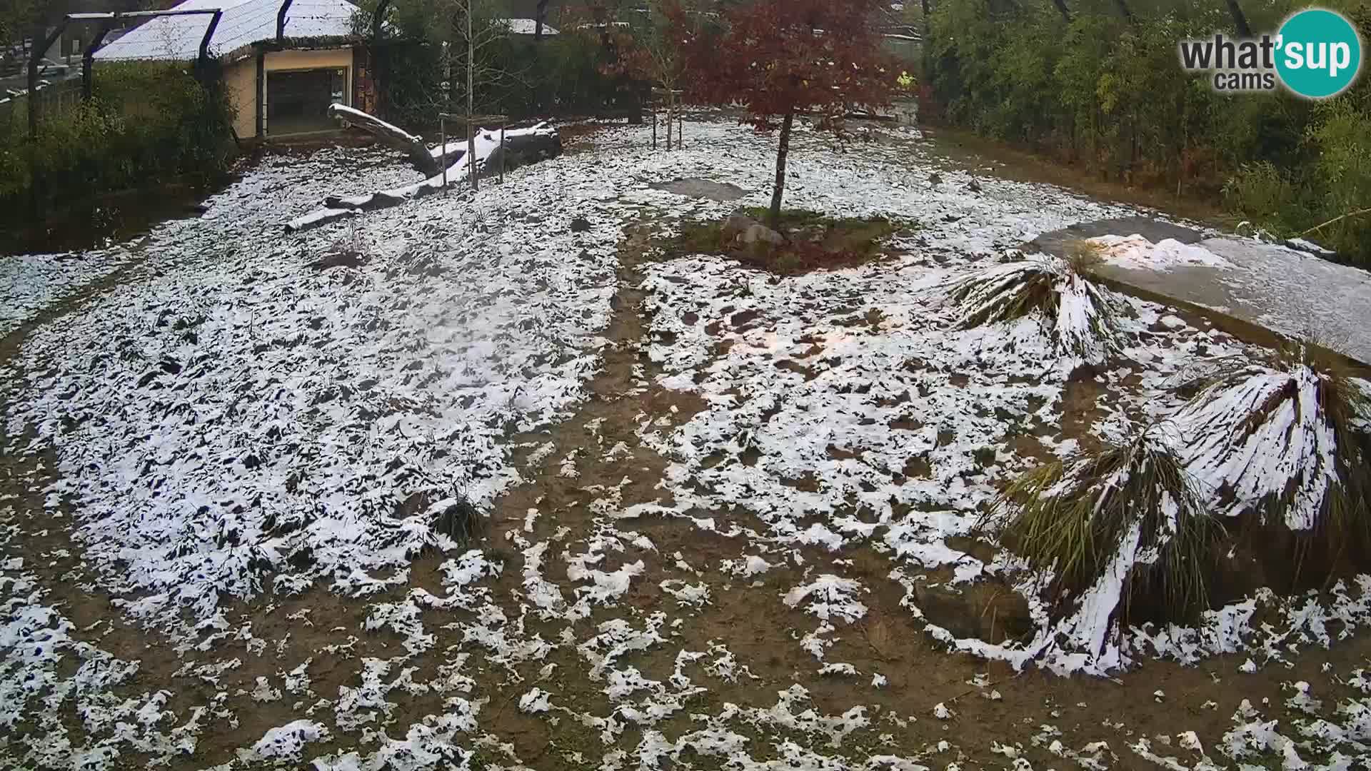 Živalski vrt Ljubljana kamera v živo Levi