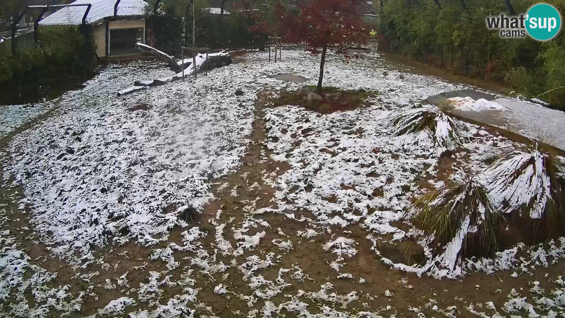 Zoo Ljubljana webcam Löwen