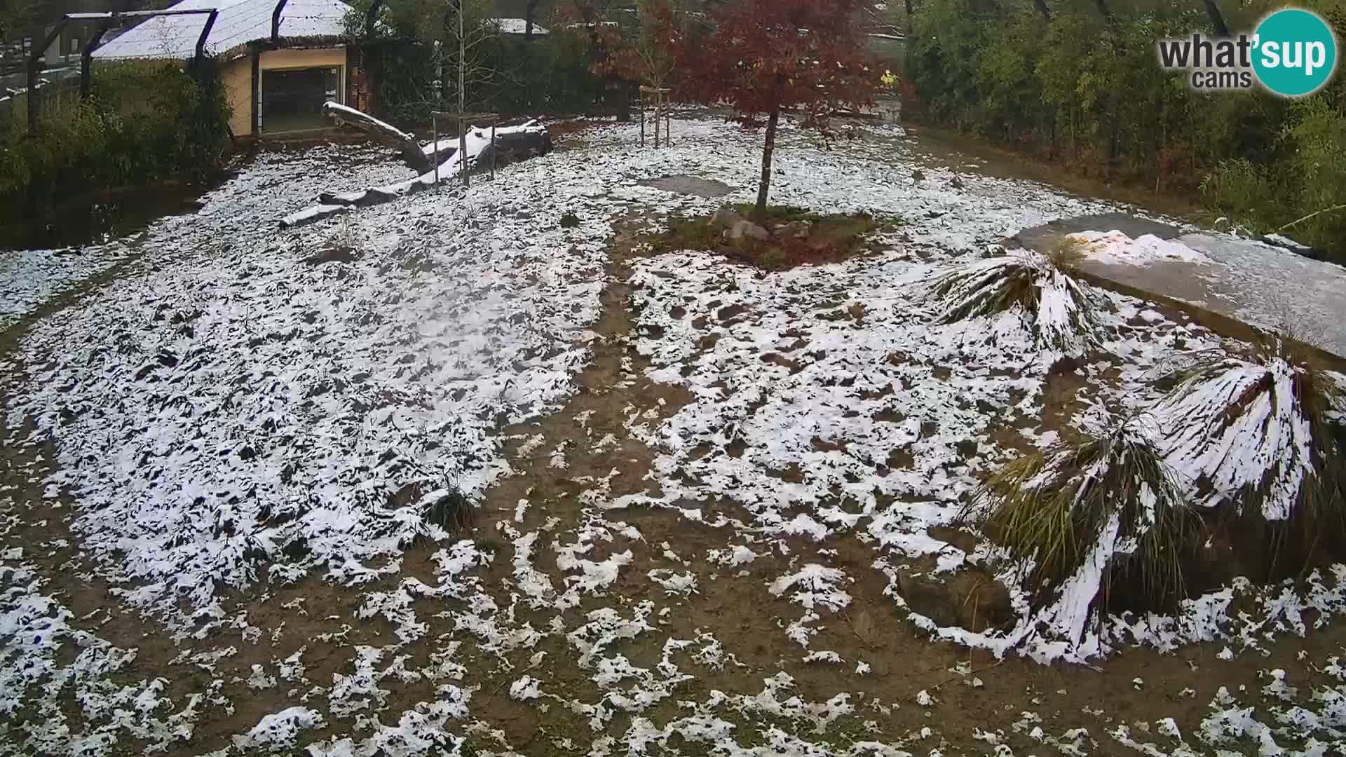 Zoo Ljubljana camera en vivo Leones